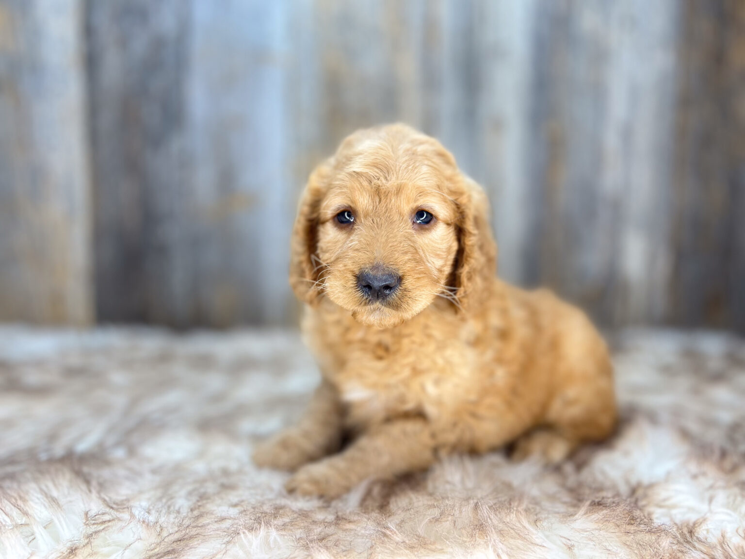 I am just a tiny baby and would love to join your family soon! Of course, you can’t see how cute and curly I will be when I get older, so the Dog Club will send updated photos when I am about 6 to 7 weeks old, if you choose to adopt me. Infant puppy deposits are refundable or transferrable.