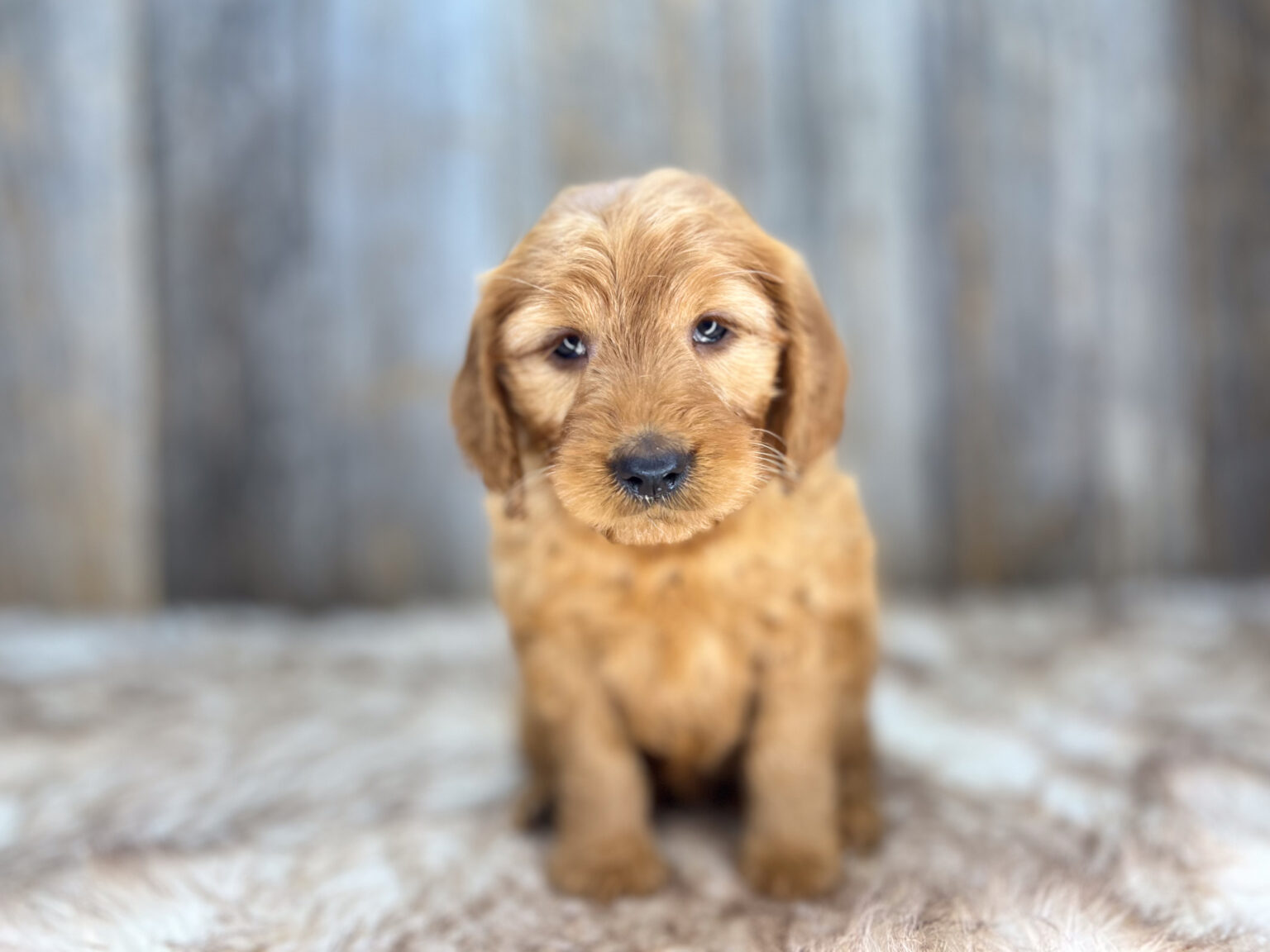I am just a tiny baby and would love to join your family soon! Of course, you can’t see how cute and curly I will be when I get older, so the Dog Club will send updated photos when I am about 6 to 7 weeks old, if you choose to adopt me. Infant puppy deposits are refundable or transferrable.
