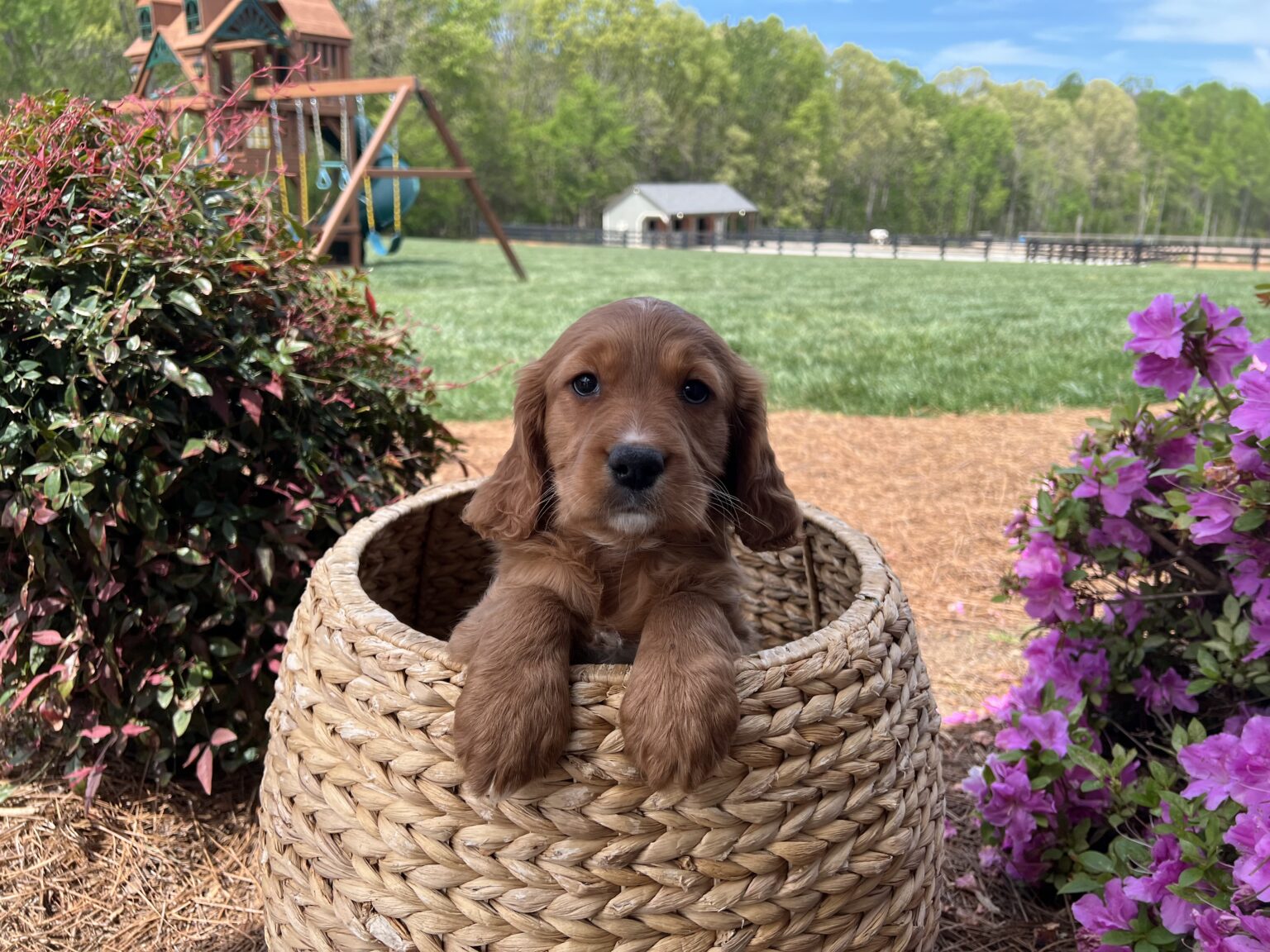 I am just a tiny baby and would love to join your family soon! Of course, you can’t see how cute and curly I will be when I get older, so the Dog Club will send updated photos when I am about 6 to 7 weeks old, if you choose to adopt me. Infant puppy deposits are refundable or transferrable.
