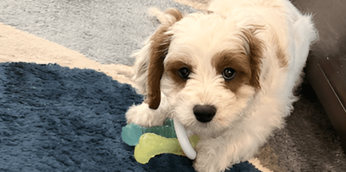What to Expect During Your Puppy’s First Year: A Furparent’s Guide