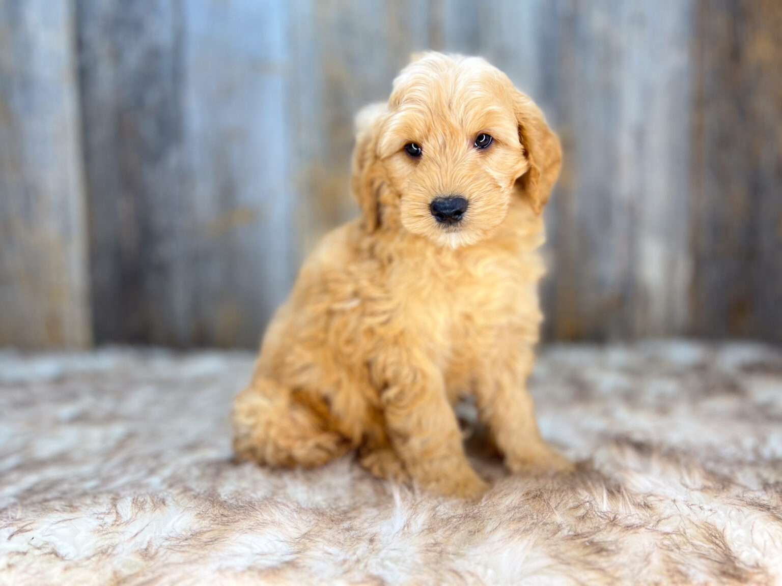 I am just a tiny baby and would love to join your family soon! Of course, you can’t see how cute and curly I will be when I get older, so the Dog Club will send updated photos when I am about 6 to 7 weeks old, if you choose to adopt me. Infant puppy deposits are refundable or transferrable.