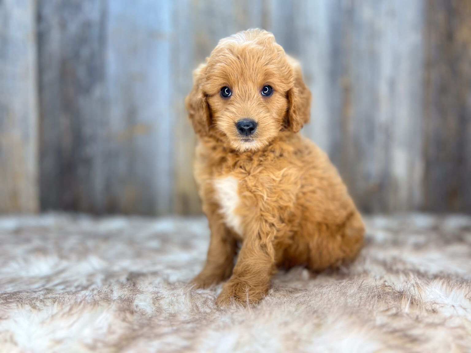 I am just a tiny baby and would love to join your family soon! Of course, you can’t see how cute and curly I will be when I get older, so the Dog Club will send updated photos when I am about 6 to 7 weeks old, if you choose to adopt me. Infant puppy deposits are refundable or transferrable.