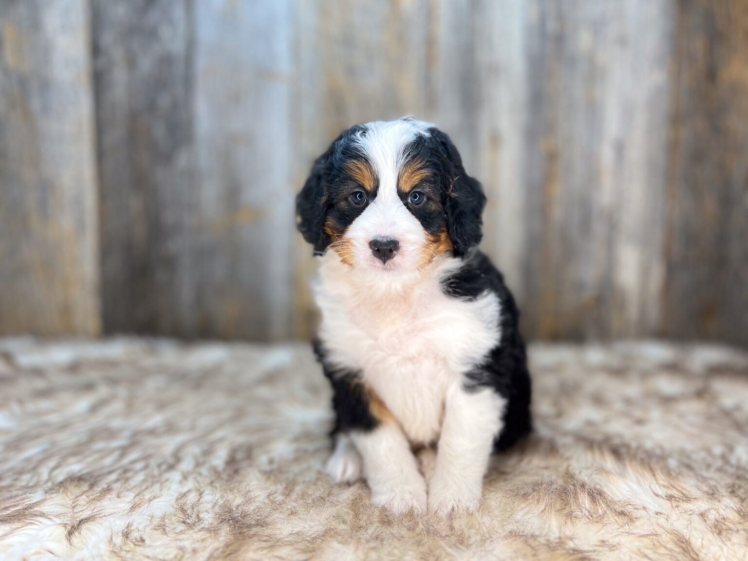 I am just a tiny baby and would love to join your family soon! Of course, you can’t see how cute and curly I will be when I get older, so the Dog Club will send updated photos when I am about 6 to 7 weeks old, if you choose to adopt me. Infant puppy deposits are refundable or transferrable.