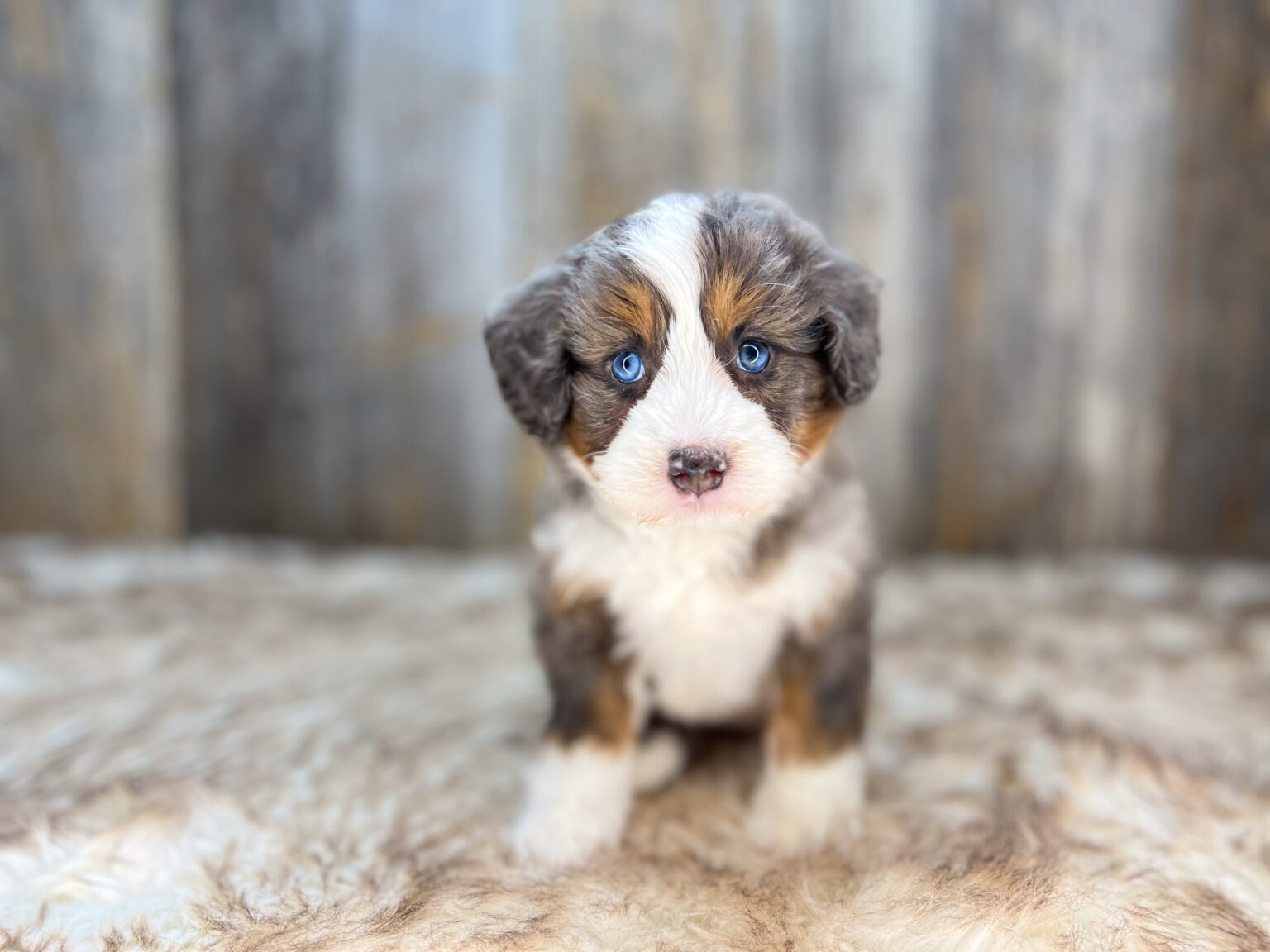 I am just a tiny baby and would love to join your family soon! Of course, you can’t see how cute and curly I will be when I get older, so the Dog Club will send updated photos when I am about 6 to 7 weeks old, if you choose to adopt me. Infant puppy deposits are refundable or transferrable.