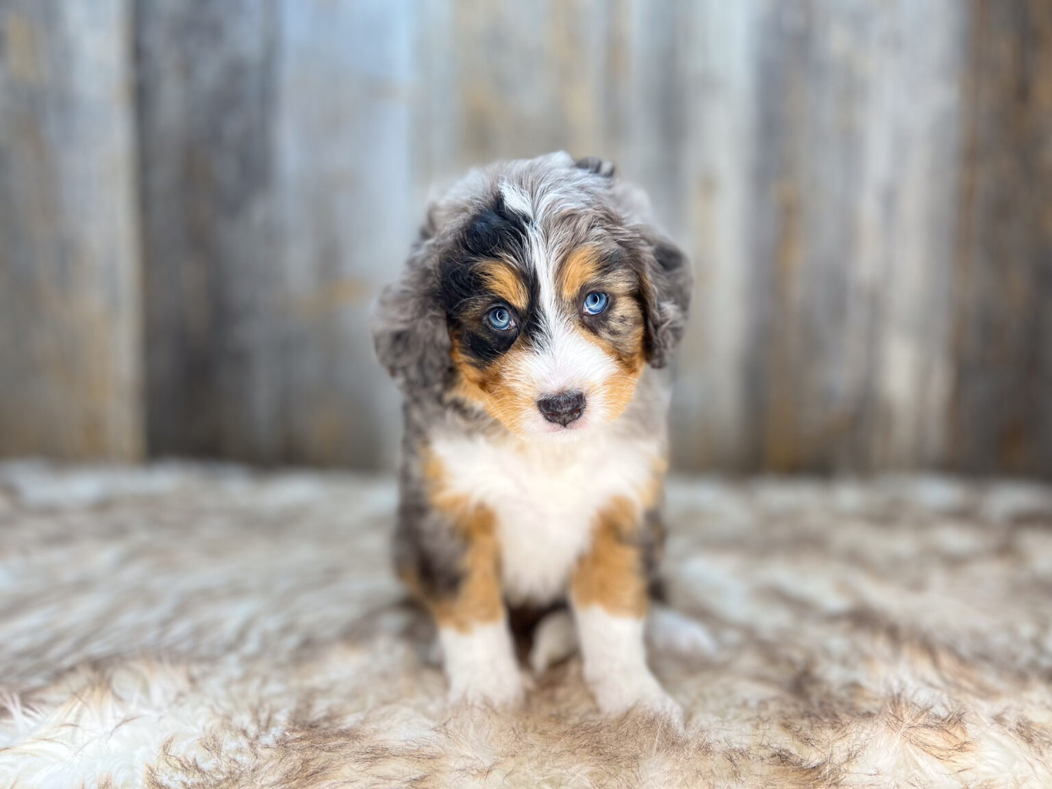 I am just a tiny baby and would love to join your family soon! Of course, you can’t see how cute and curly I will be when I get older, so the Dog Club will send updated photos when I am about 6 to 7 weeks old, if you choose to adopt me. Infant puppy deposits are refundable or transferrable.