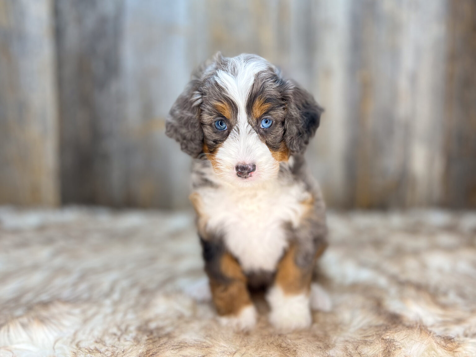 I am just a tiny baby and would love to join your family soon! Of course, you can’t see how cute and curly I will be when I get older, so the Dog Club will send updated photos when I am about 6 to 7 weeks old, if you choose to adopt me. Infant puppy deposits are refundable or transferrable.