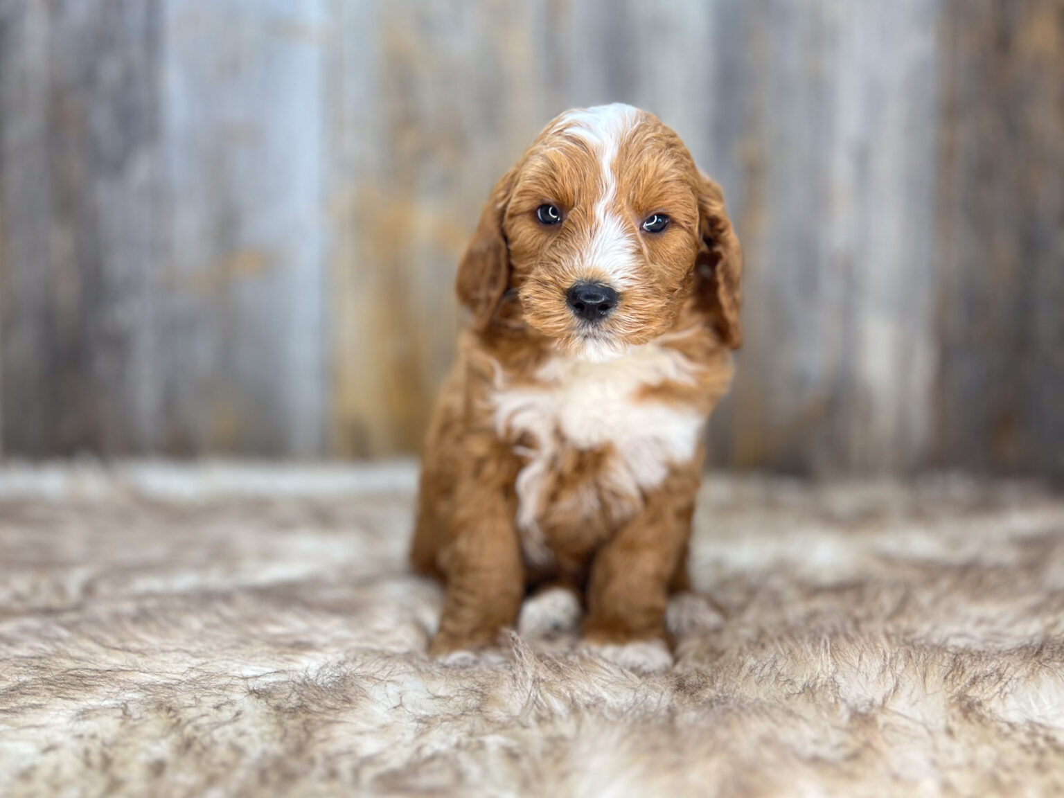 I am just a tiny baby and would love to join your family soon! Of course, you can’t see how cute and curly I will be when I get older, so the Dog Club will send updated photos when I am about 6 to 7 weeks old, if you choose to adopt me. Infant puppy deposits are refundable or transferrable.