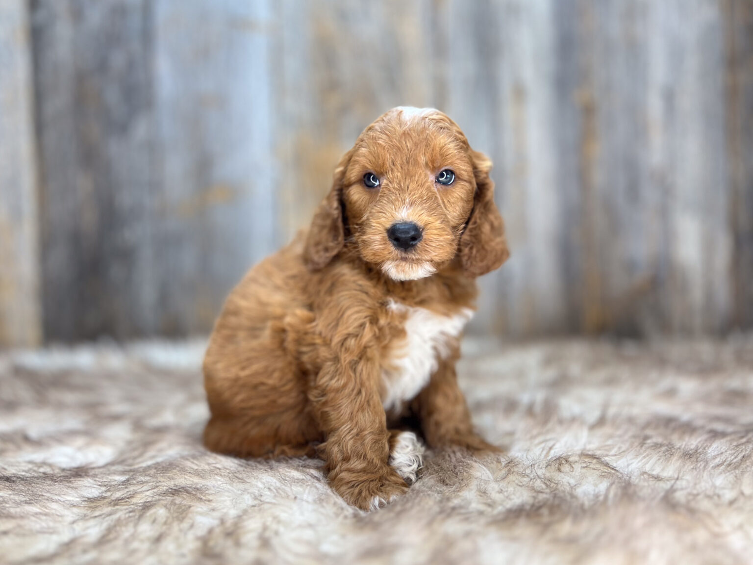 I am just a tiny baby and would love to join your family soon! Of course, you can’t see how cute and curly I will be when I get older, so the Dog Club will send updated photos when I am about 6 to 7 weeks old, if you choose to adopt me. Infant puppy deposits are refundable or transferrable.