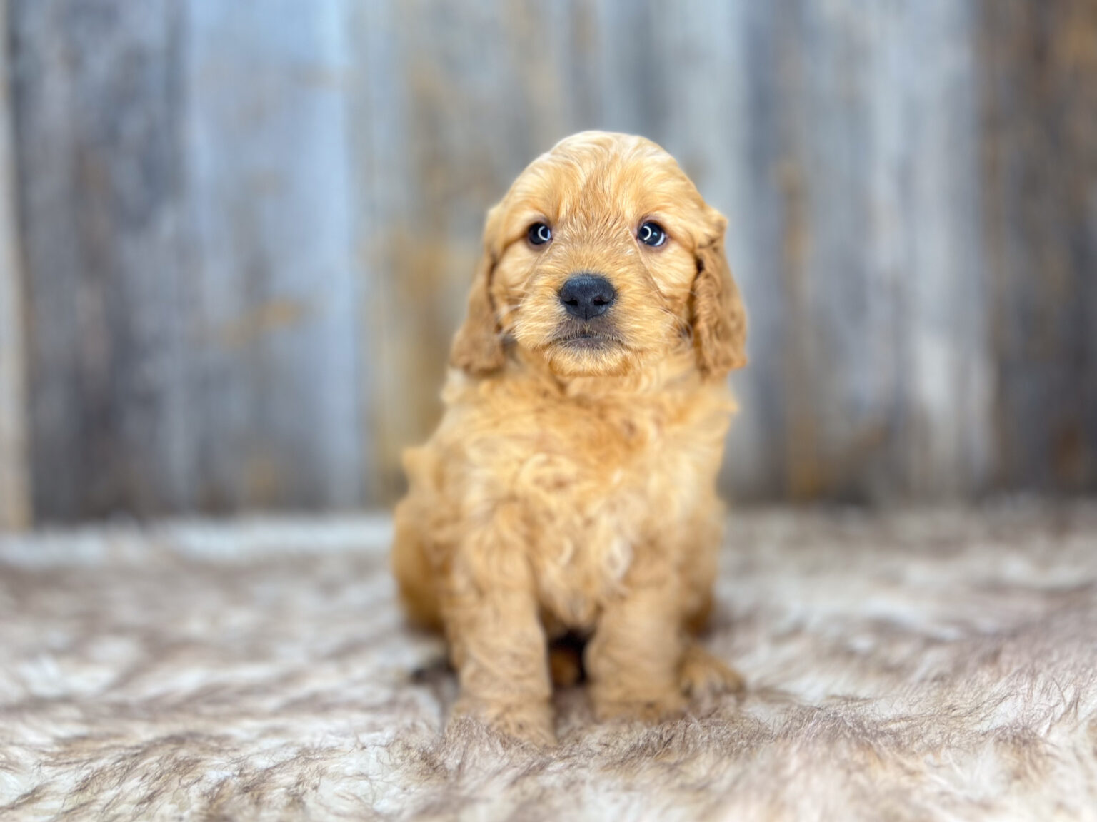 I am just a tiny baby and would love to join your family soon! Of course, you can’t see how cute and curly I will be when I get older, so the Dog Club will send updated photos when I am about 6 to 7 weeks old, if you choose to adopt me. Infant puppy deposits are refundable or transferrable.