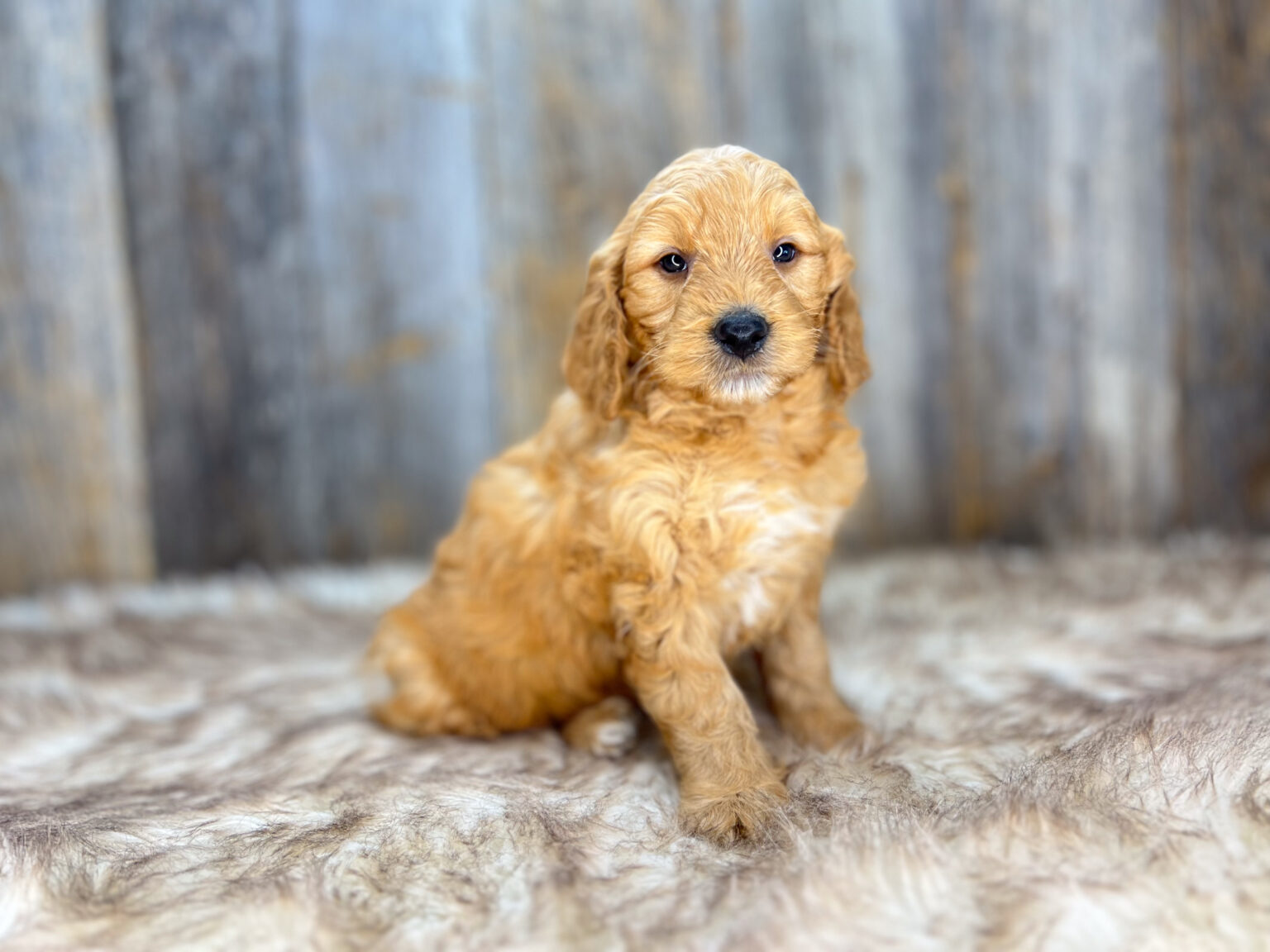 I am just a tiny baby and would love to join your family soon! Of course, you can’t see how cute and curly I will be when I get older, so the Dog Club will send updated photos when I am about 6 to 7 weeks old, if you choose to adopt me. Infant puppy deposits are refundable or transferrable.