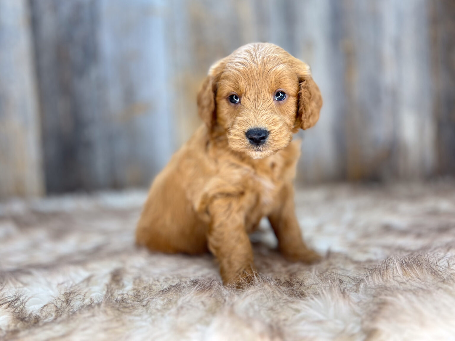 I am just a tiny baby and would love to join your family soon! Of course, you can’t see how cute and curly I will be when I get older, so the Dog Club will send updated photos when I am about 6 to 7 weeks old, if you choose to adopt me. Infant puppy deposits are refundable or transferrable.