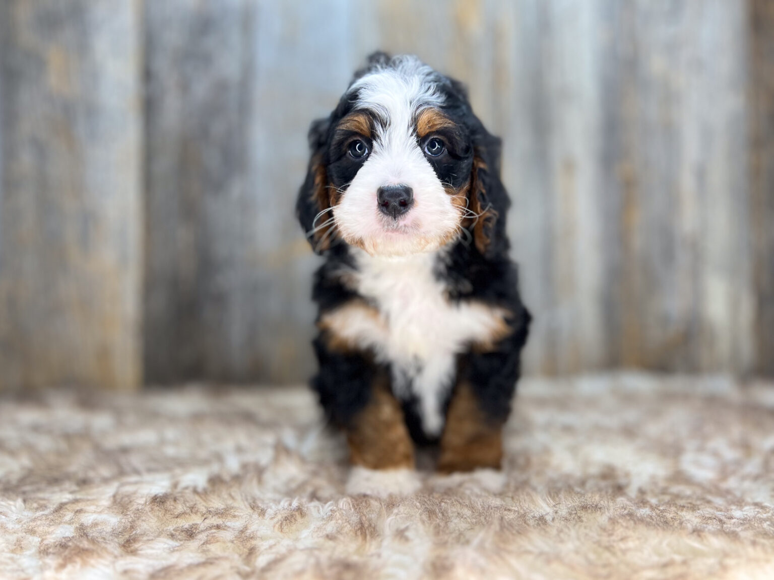I am just a tiny baby and would love to join your family soon! Of course, you can’t see how cute and curly I will be when I get older, so the Dog Club will send updated photos when I am about 6 to 7 weeks old, if you choose to adopt me. Infant puppy deposits are refundable or transferrable.