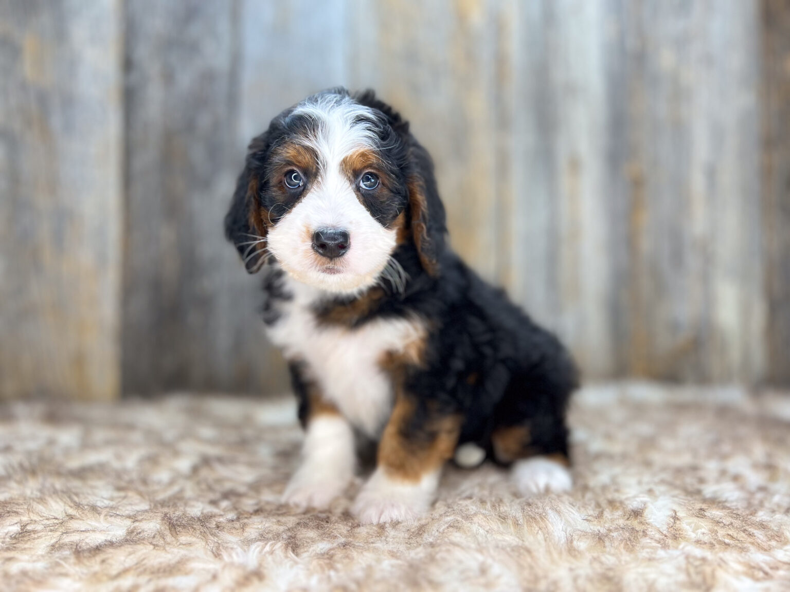 I am just a tiny baby and would love to join your family soon! Of course, you can’t see how cute and curly I will be when I get older, so the Dog Club will send updated photos when I am about 6 to 7 weeks old, if you choose to adopt me. Infant puppy deposits are refundable or transferrable.