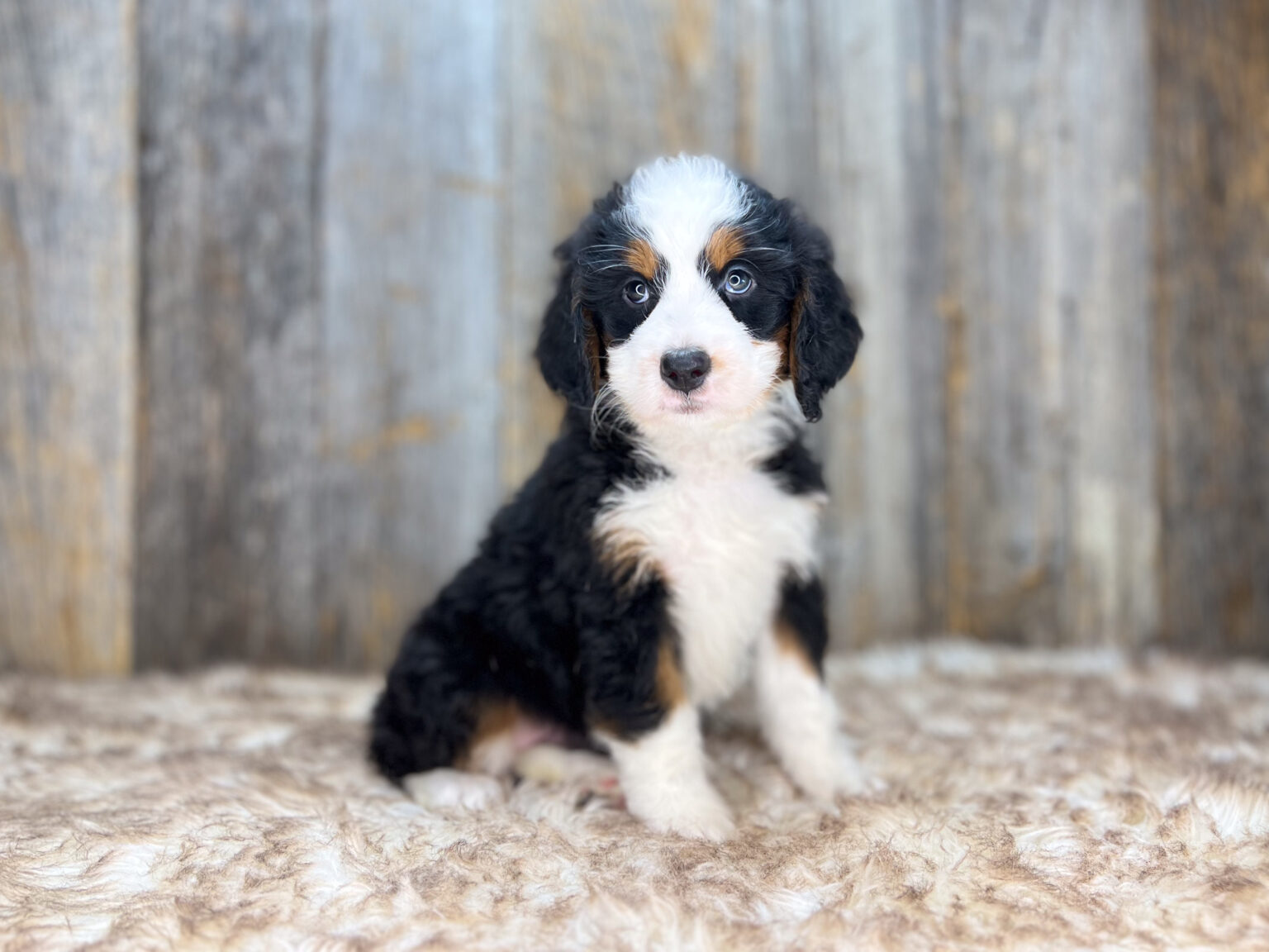 I am just a tiny baby and would love to join your family soon! Of course, you can’t see how cute and curly I will be when I get older, so the Dog Club will send updated photos when I am about 6 to 7 weeks old, if you choose to adopt me. Infant puppy deposits are refundable or transferrable.