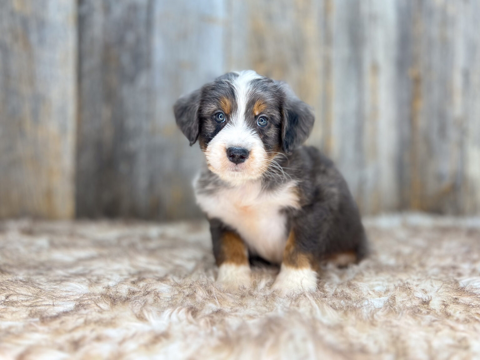 I am just a tiny baby and would love to join your family soon! Of course, you can’t see how cute and curly I will be when I get older, so the Dog Club will send updated photos when I am about 6 to 7 weeks old, if you choose to adopt me. Infant puppy deposits are refundable or transferrable.