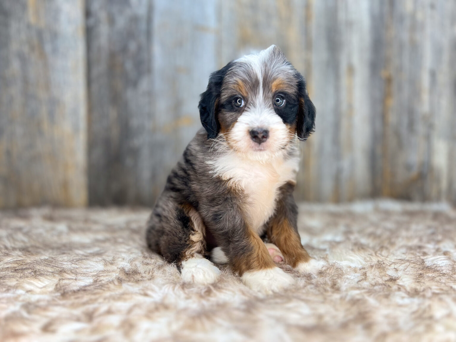 I am just a tiny baby and would love to join your family soon! Of course, you can’t see how cute and curly I will be when I get older, so the Dog Club will send updated photos when I am about 6 to 7 weeks old, if you choose to adopt me. Infant puppy deposits are refundable or transferrable.