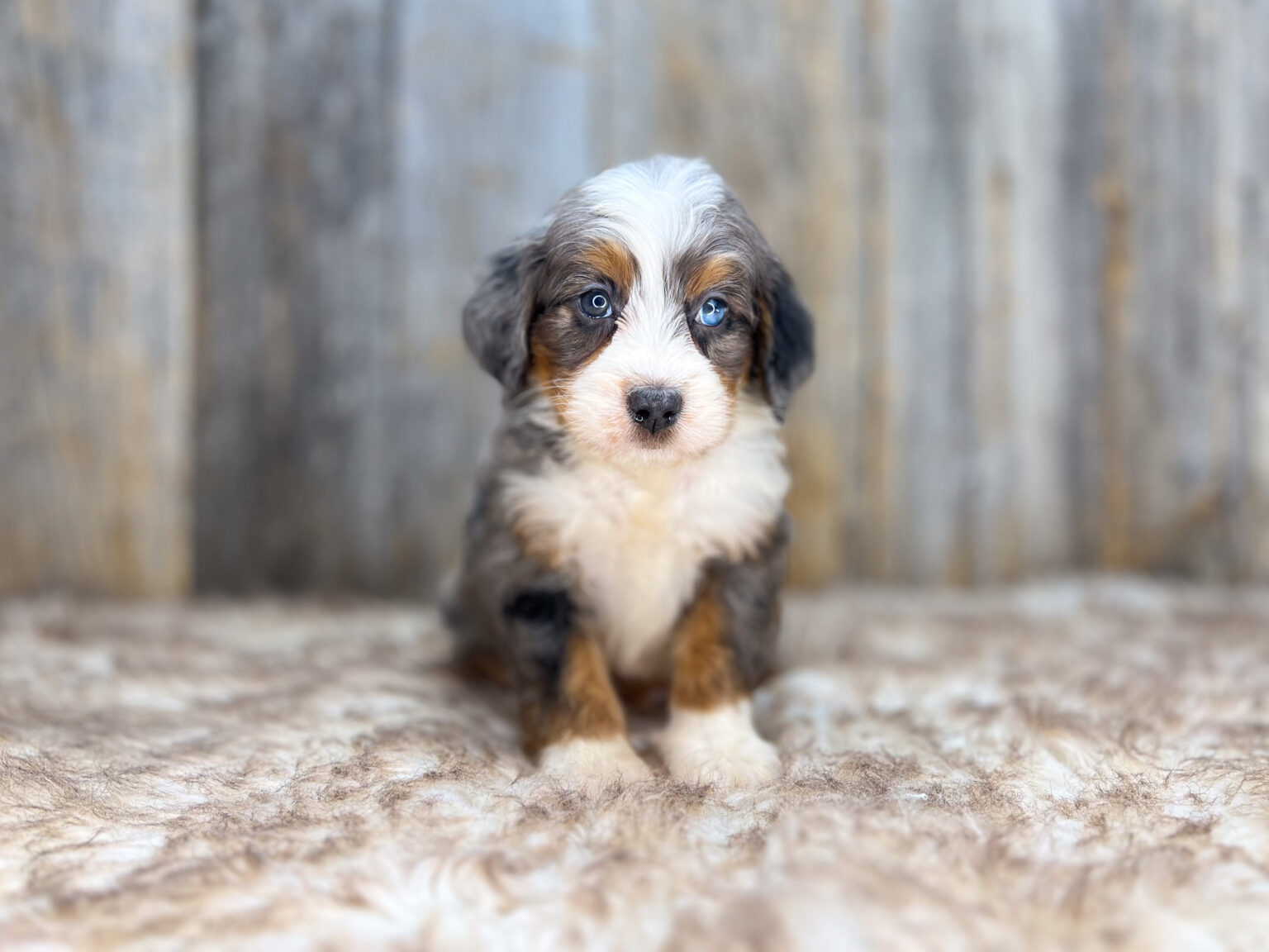 I am just a tiny baby and would love to join your family soon! Of course, you can’t see how cute and curly I will be when I get older, so the Dog Club will send updated photos when I am about 6 to 7 weeks old, if you choose to adopt me. Infant puppy deposits are refundable or transferrable.
