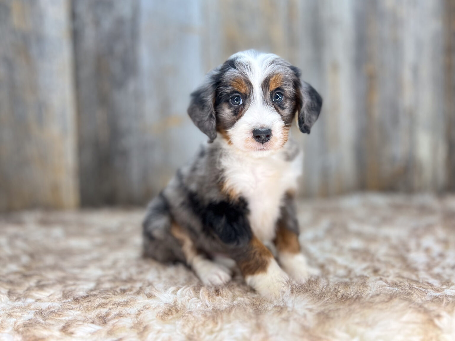 I am just a tiny baby and would love to join your family soon! Of course, you can’t see how cute and curly I will be when I get older, so the Dog Club will send updated photos when I am about 6 to 7 weeks old, if you choose to adopt me. Infant puppy deposits are refundable or transferrable.