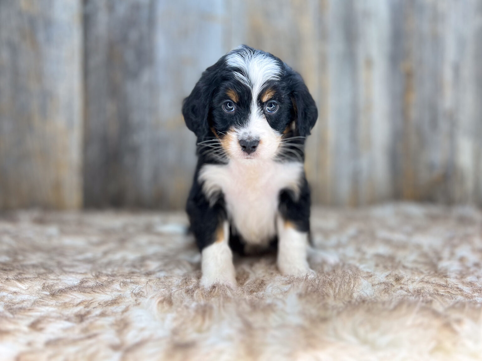 I am just a tiny baby and would love to join your family soon! Of course, you can’t see how cute and curly I will be when I get older, so the Dog Club will send updated photos when I am about 6 to 7 weeks old, if you choose to adopt me. Infant puppy deposits are refundable or transferrable.