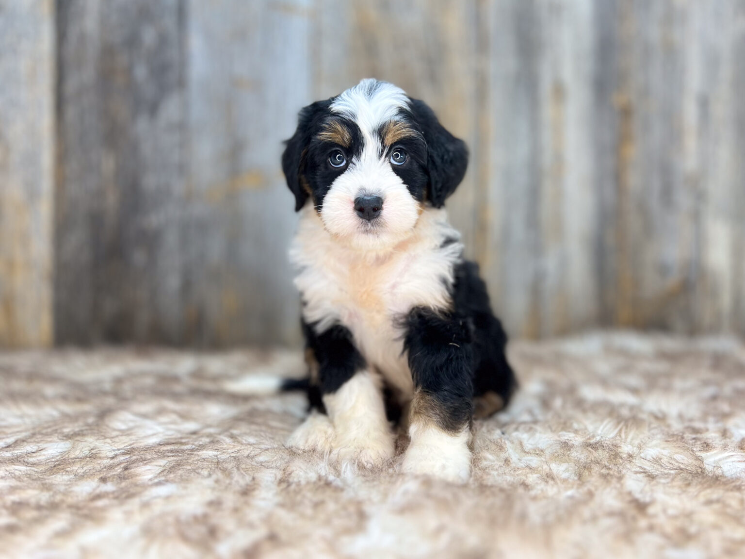 I am just a tiny baby and would love to join your family soon! Of course, you can’t see how cute and curly I will be when I get older, so the Dog Club will send updated photos when I am about 6 to 7 weeks old, if you choose to adopt me. Infant puppy deposits are refundable or transferrable.