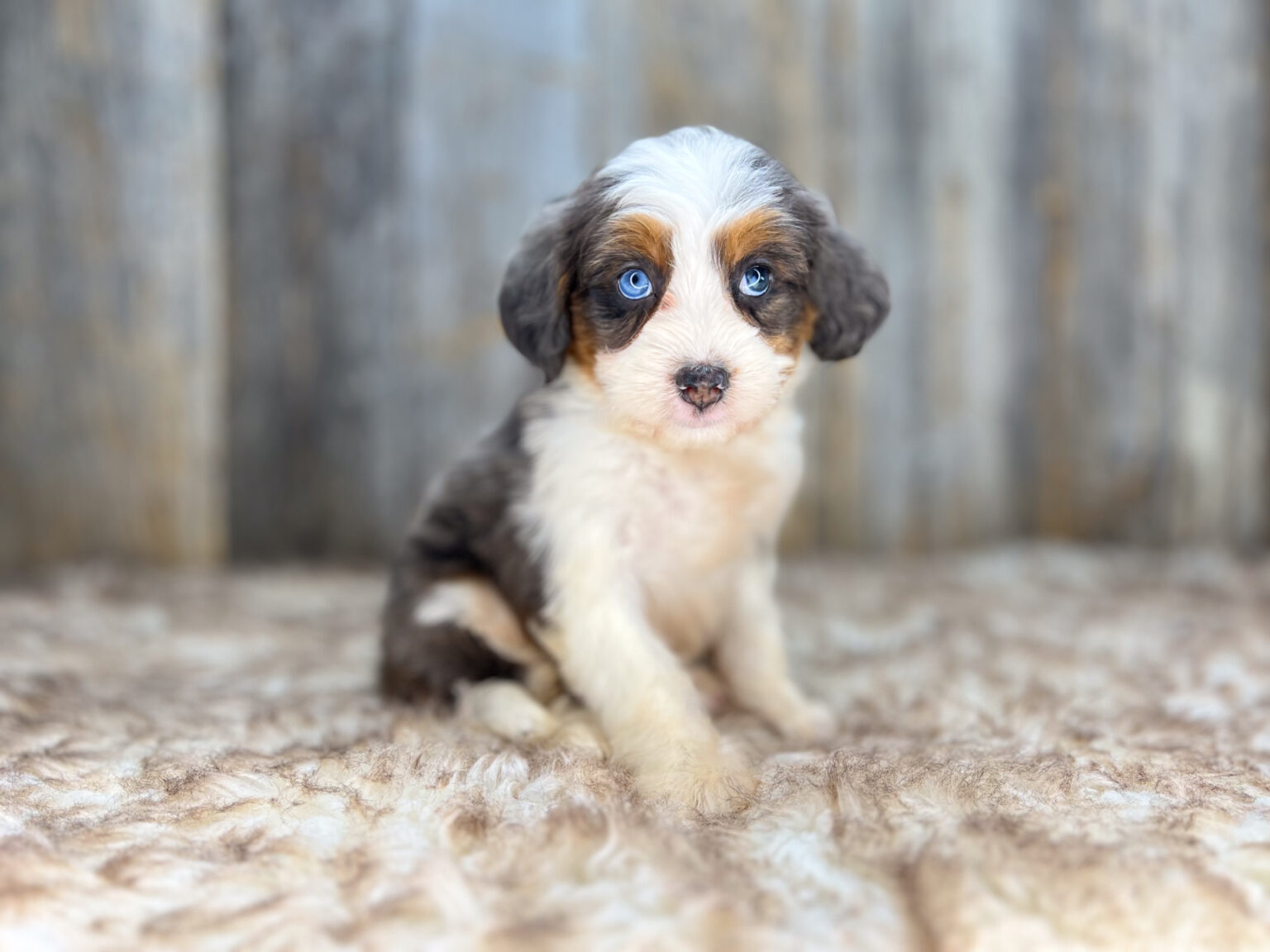 I am just a tiny baby and would love to join your family soon! Of course, you can’t see how cute and curly I will be when I get older, so the Dog Club will send updated photos when I am about 6 to 7 weeks old, if you choose to adopt me. Infant puppy deposits are refundable or transferrable.