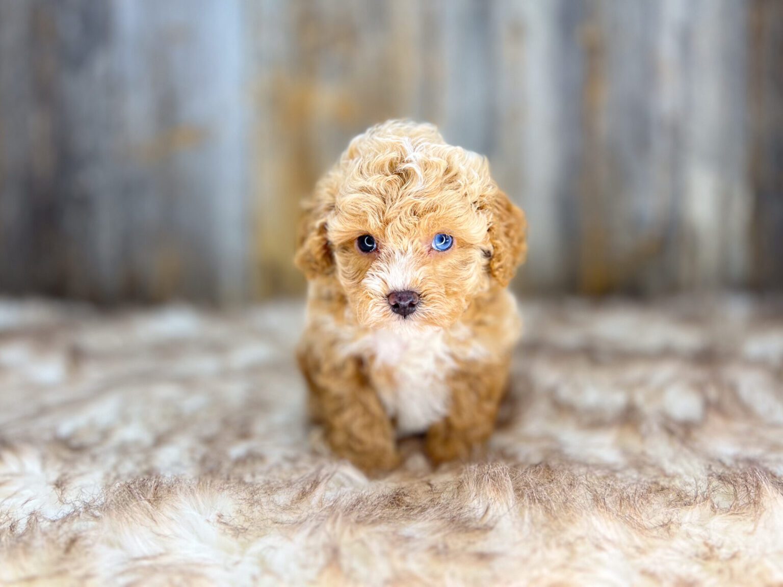 Price reduction is a reflection of a recessed vulva