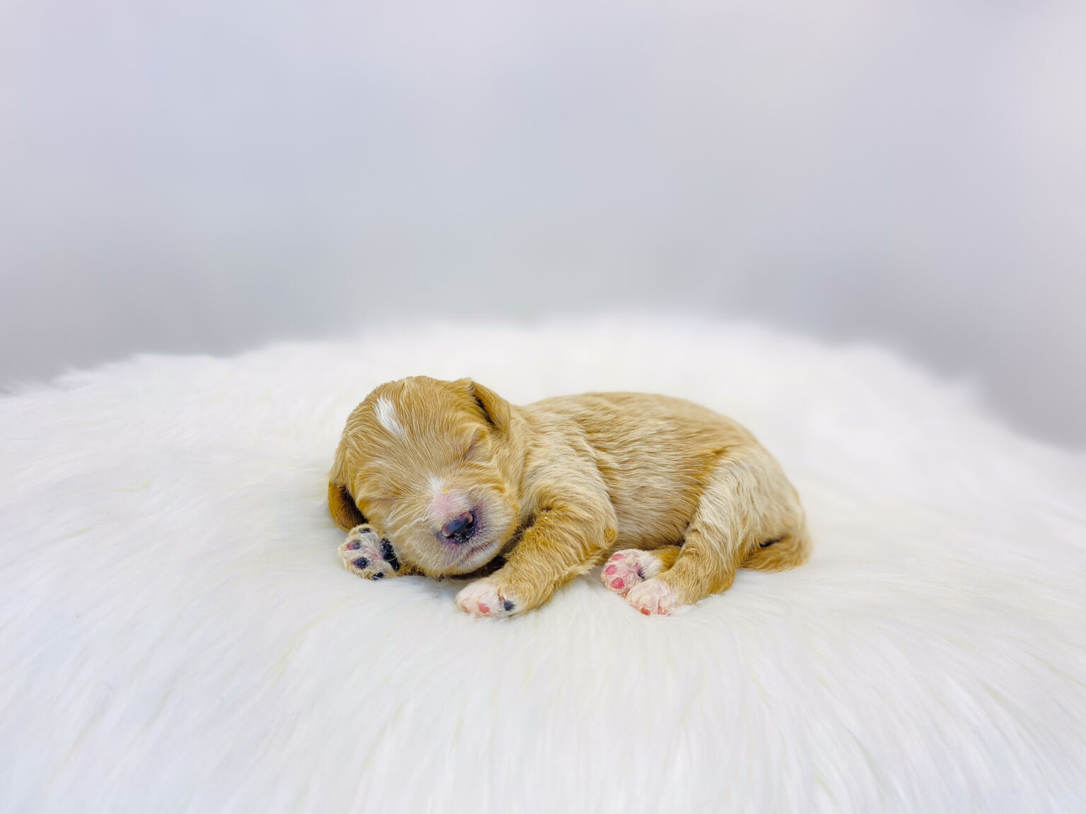 I am just a tiny baby and would love to join your family soon! Of course, you can’t see how cute and curly I will be when I get older, so the Dog Club will send updated photos when I am about 6 to 7 weeks old, if you choose to adopt me. Infant puppy deposits are refundable or transferrable.