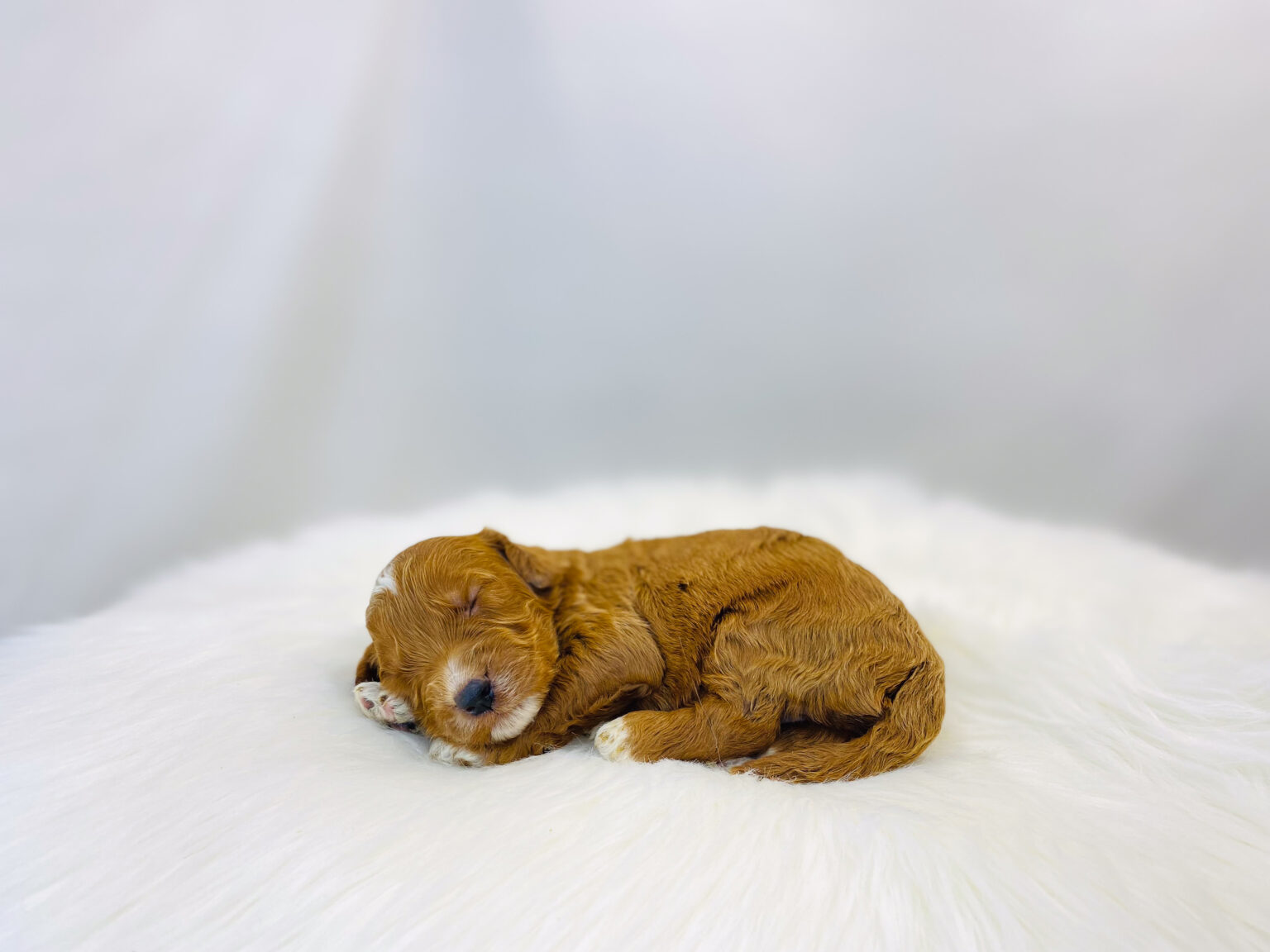 I am just a tiny baby and would love to join your family soon! Of course, you can’t see how cute and curly I will be when I get older, so the Dog Club will send updated photos when I am about 6 to 7 weeks old, if you choose to adopt me. Infant puppy deposits are refundable or transferrable.