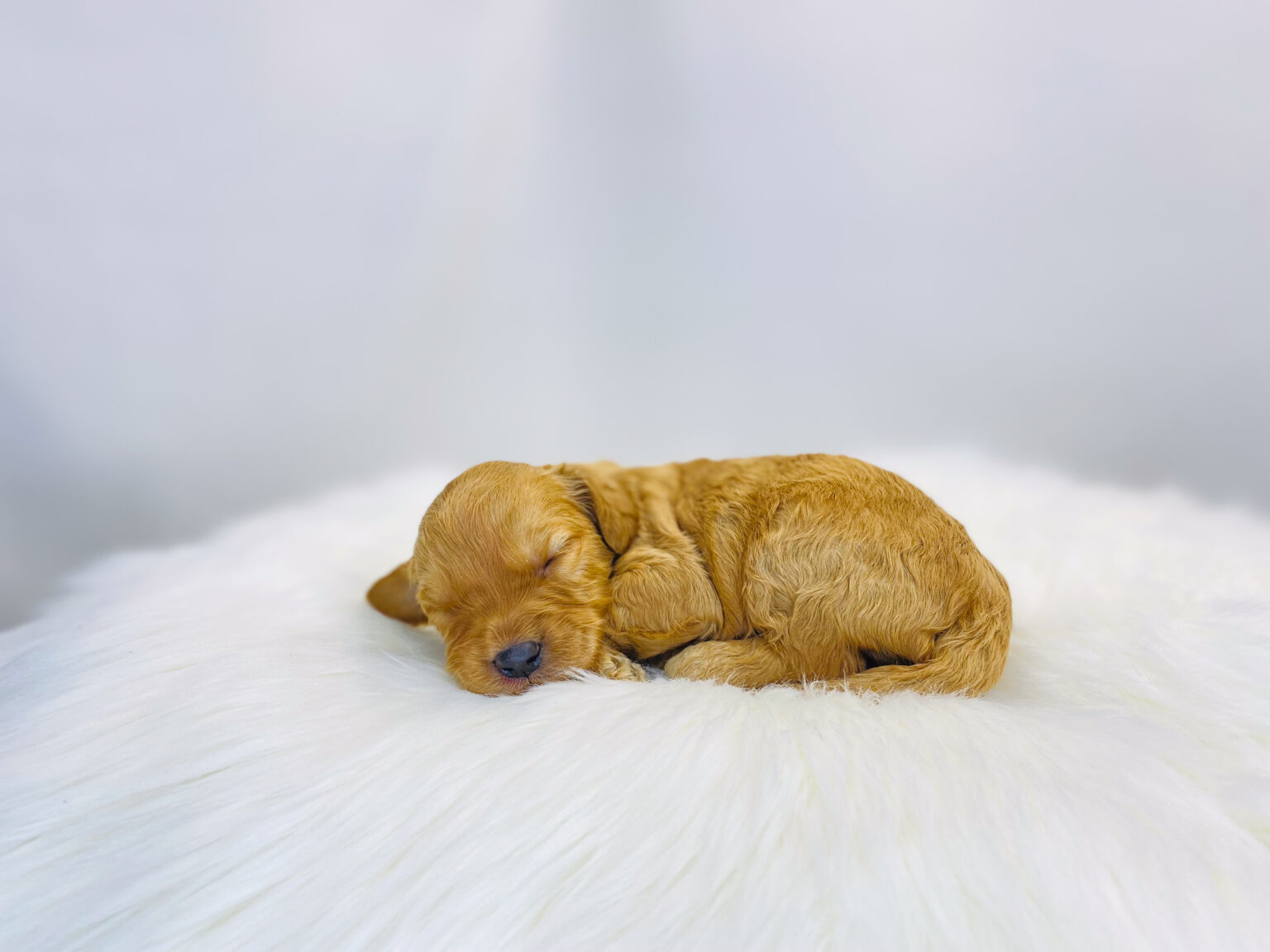 I am just a tiny baby and would love to join your family soon! Of course, you can’t see how cute and curly I will be when I get older, so the Dog Club will send updated photos when I am about 6 to 7 weeks old, if you choose to adopt me. Infant puppy deposits are refundable or transferrable.