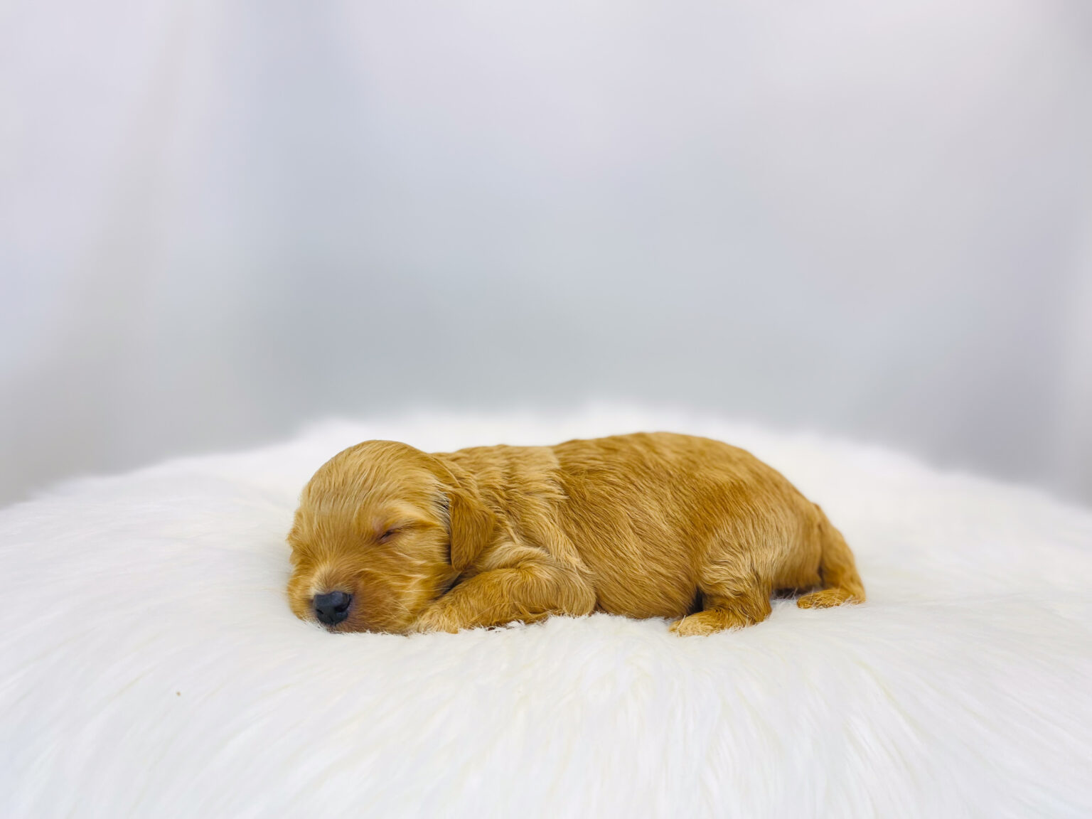 I am just a tiny baby and would love to join your family soon! Of course, you can’t see how cute and curly I will be when I get older, so the Dog Club will send updated photos when I am about 6 to 7 weeks old, if you choose to adopt me. Infant puppy deposits are refundable or transferrable.