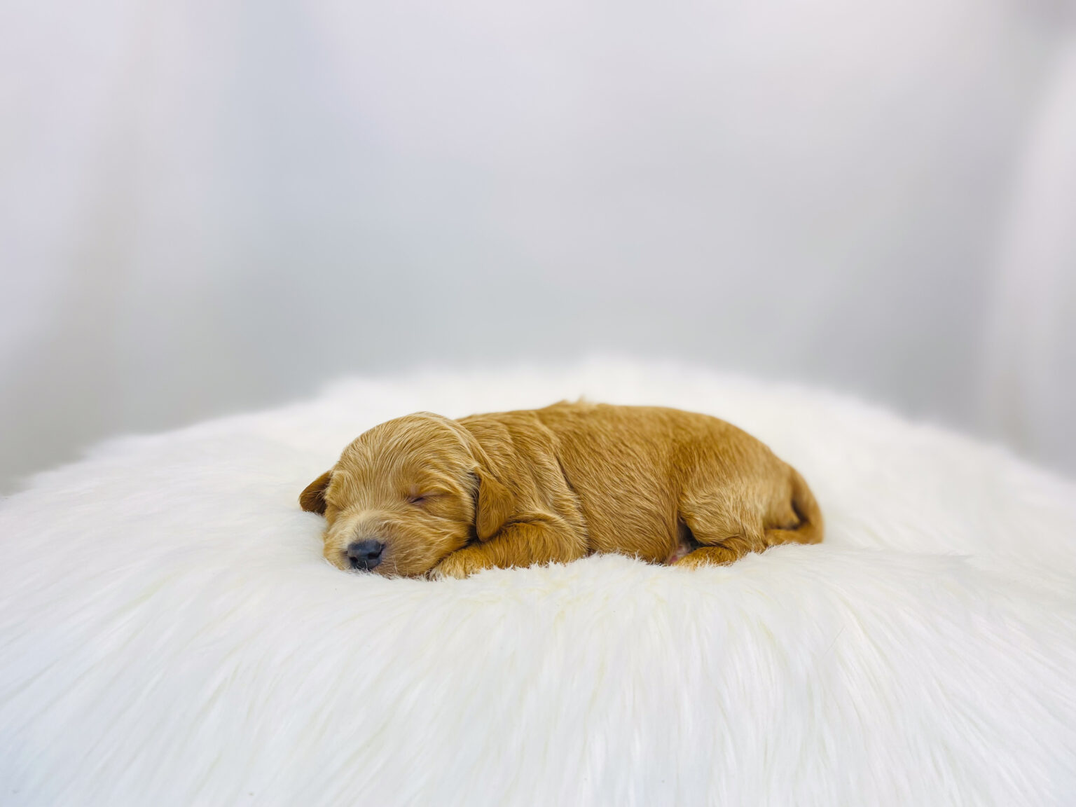 I am just a tiny baby and would love to join your family soon! Of course, you can’t see how cute and curly I will be when I get older, so the Dog Club will send updated photos when I am about 6 to 7 weeks old, if you choose to adopt me. Infant puppy deposits are refundable or transferrable.