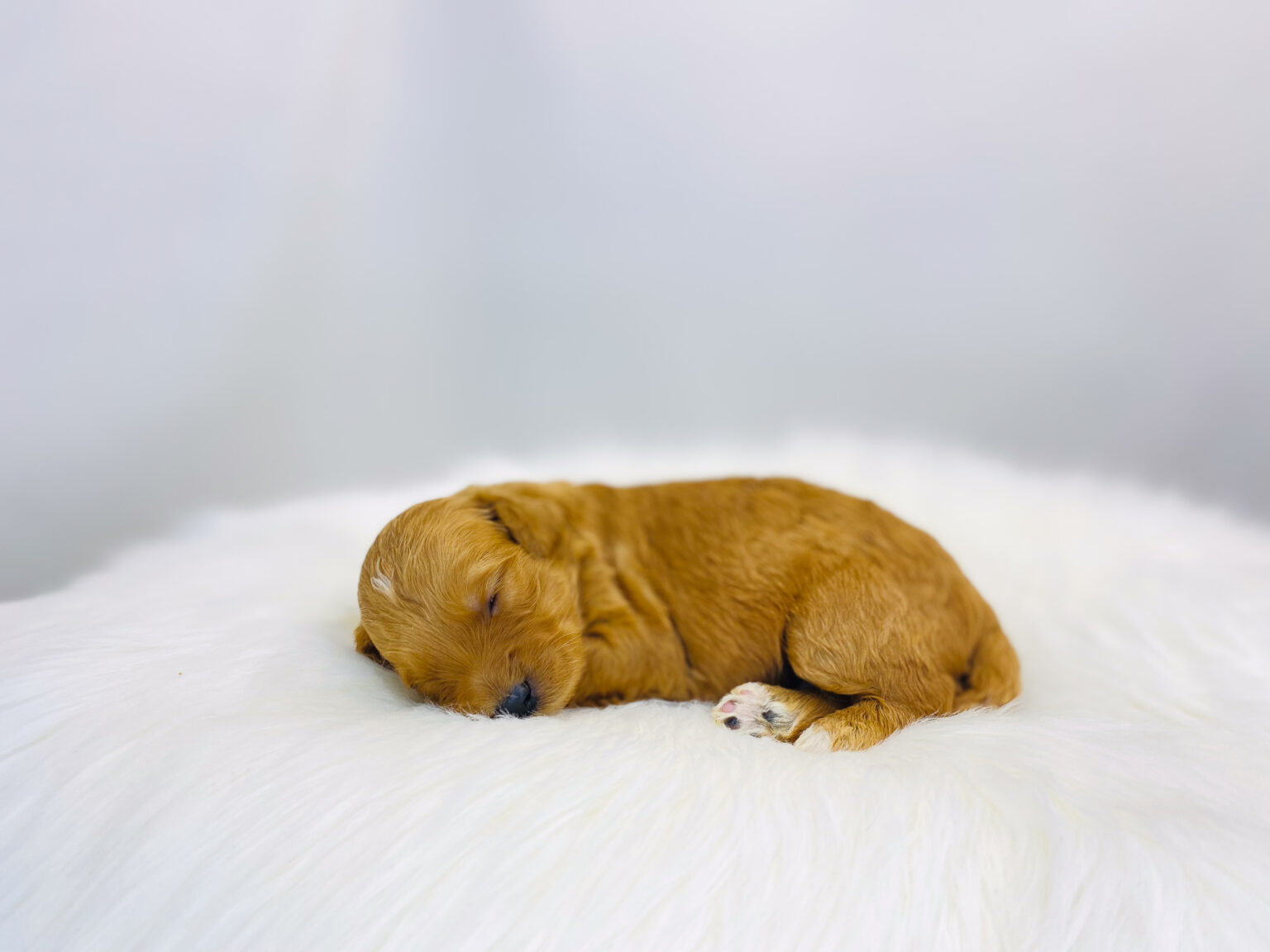 I am just a tiny baby and would love to join your family soon! Of course, you can’t see how cute and curly I will be when I get older, so the Dog Club will send updated photos when I am about 6 to 7 weeks old, if you choose to adopt me. Infant puppy deposits are refundable or transferrable.