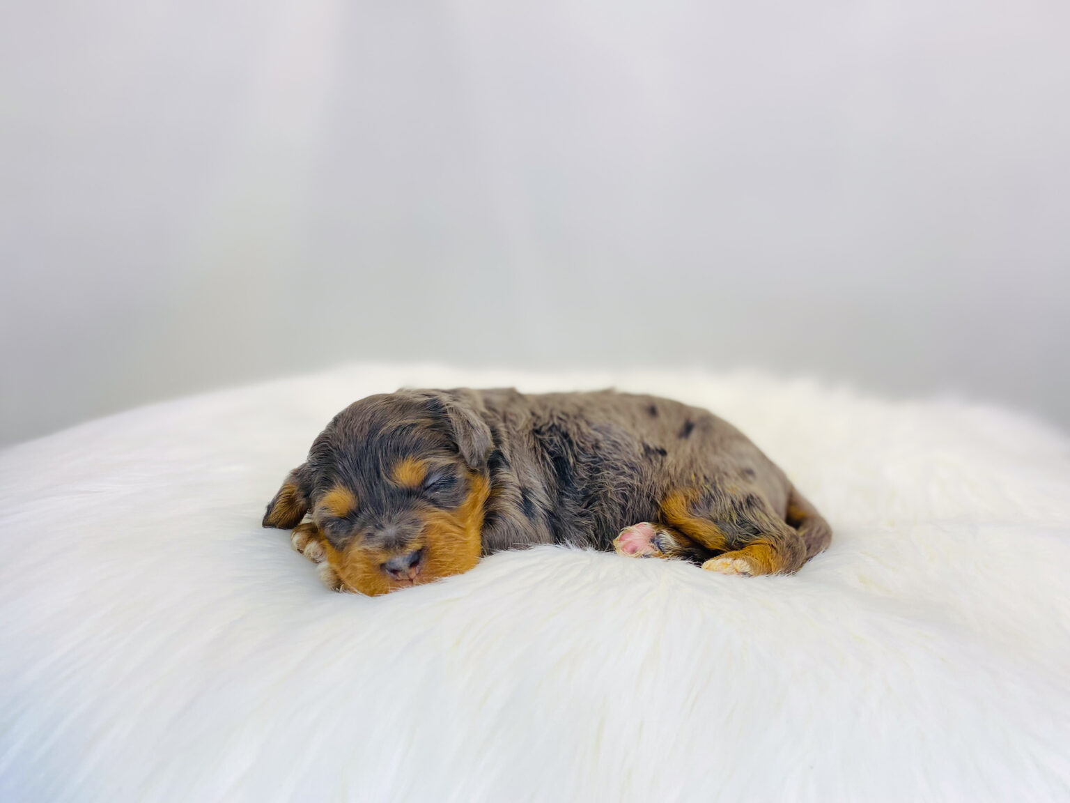 I am just a tiny baby and would love to join your family soon! Of course, you can’t see how cute and curly I will be when I get older, so the Dog Club will send updated photos when I am about 6 to 7 weeks old, if you choose to adopt me. Infant puppy deposits are refundable or transferrable.