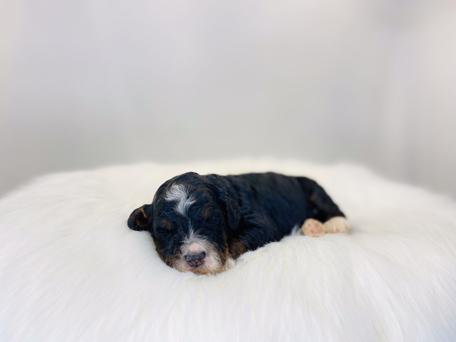 I am just a tiny baby and would love to join your family soon! Of course, you can’t see how cute and curly I will be when I get older, so the Dog Club will send updated photos when I am about 6 to 7 weeks old, if you choose to adopt me. Infant puppy deposits are refundable or transferrable.