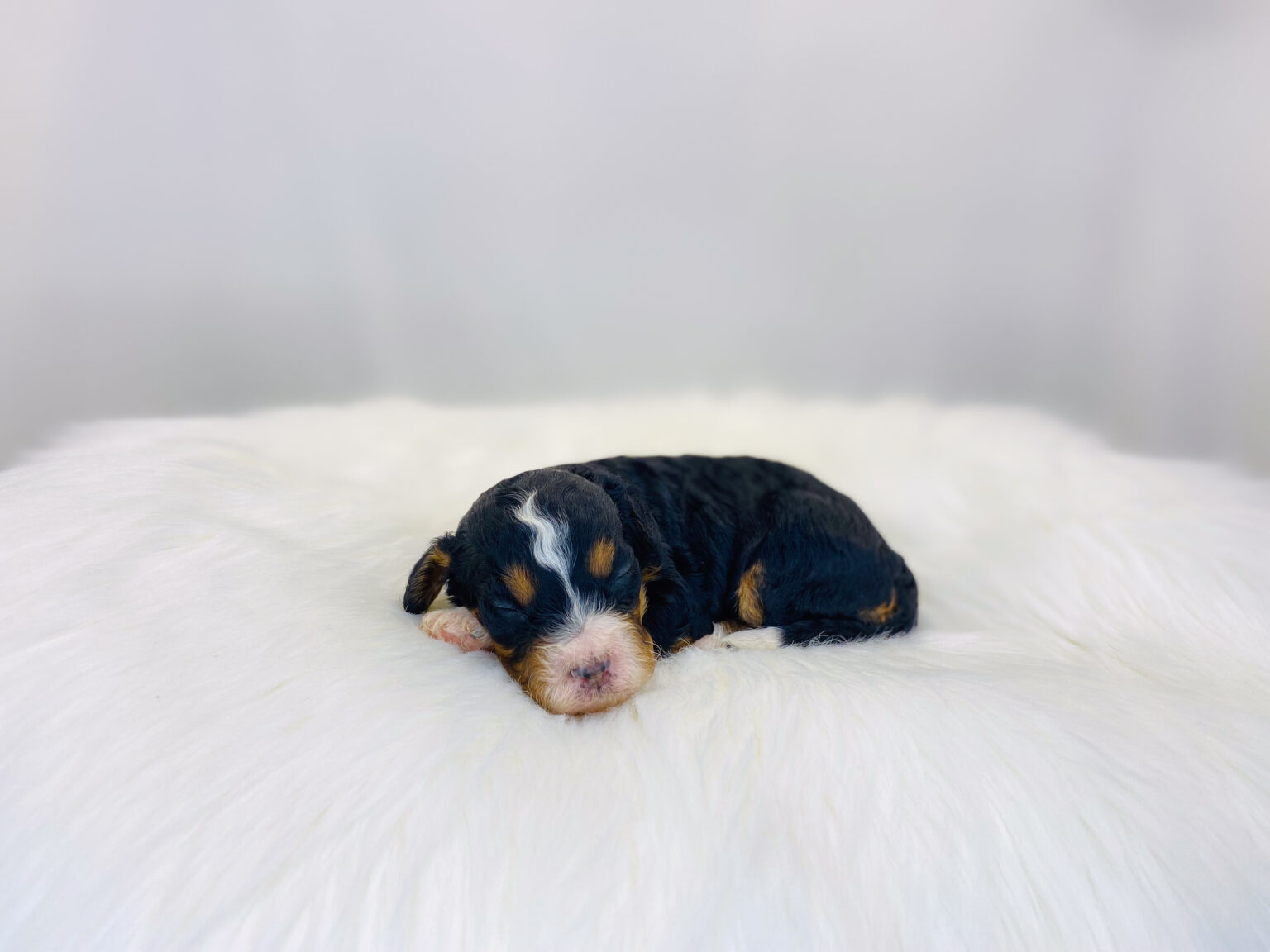 I am just a tiny baby and would love to join your family soon! Of course, you can’t see how cute and curly I will be when I get older, so the Dog Club will send updated photos when I am about 6 to 7 weeks old, if you choose to adopt me. Infant puppy deposits are refundable or transferrable.