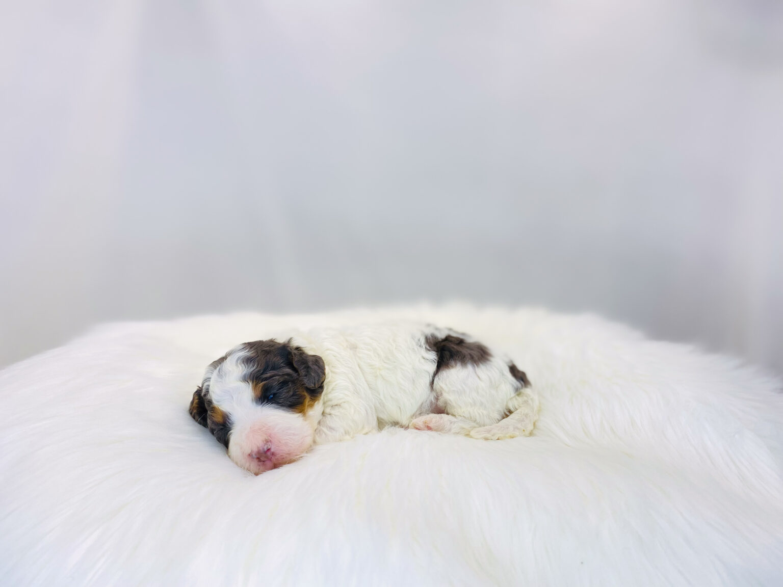 I am just a tiny baby and would love to join your family soon! Of course, you can’t see how cute and curly I will be when I get older, so the Dog Club will send updated photos when I am about 6 to 7 weeks old, if you choose to adopt me. Infant puppy deposits are refundable or transferrable.