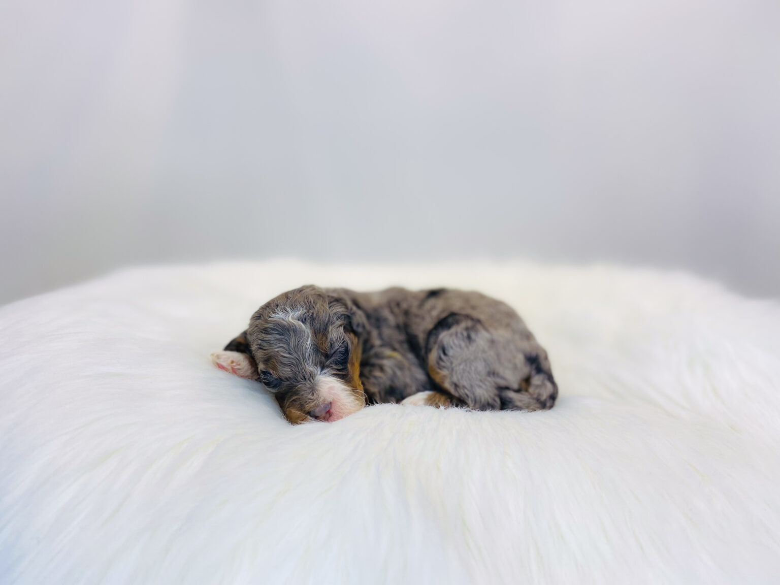 I am just a tiny baby and would love to join your family soon! Of course, you can’t see how cute and curly I will be when I get older, so the Dog Club will send updated photos when I am about 6 to 7 weeks old, if you choose to adopt me. Infant puppy deposits are refundable or transferrable.