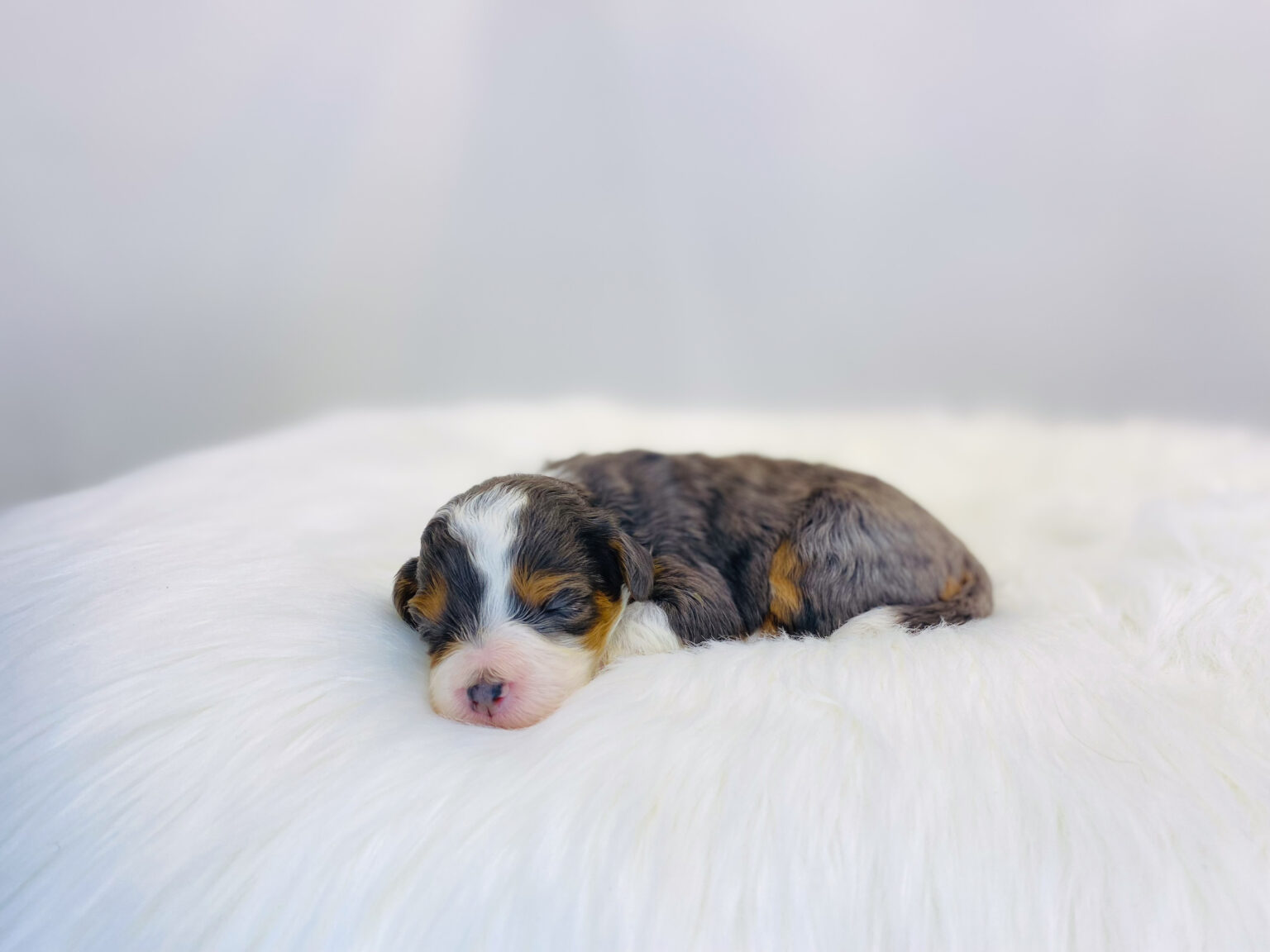 I am just a tiny baby and would love to join your family soon! Of course, you can’t see how cute and curly I will be when I get older, so the Dog Club will send updated photos when I am about 6 to 7 weeks old, if you choose to adopt me. Infant puppy deposits are refundable or transferrable.