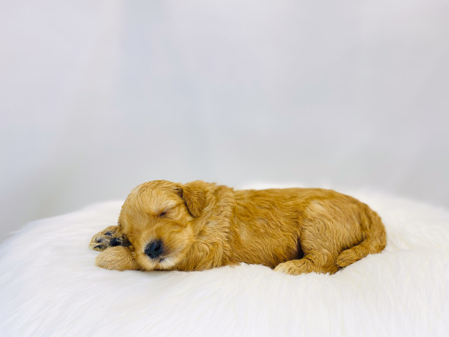 I am just a tiny baby and would love to join your family soon! Of course, you can’t see how cute and curly I will be when I get older, so the Dog Club will send updated photos when I am about 6 to 7 weeks old, if you choose to adopt me. Infant puppy deposits are refundable or transferrable.