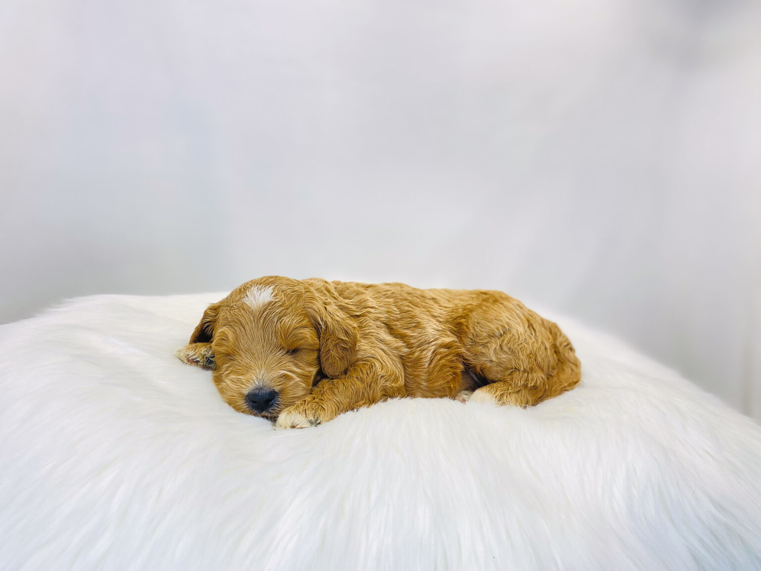 I am just a tiny baby and would love to join your family soon! Of course, you can’t see how cute and curly I will be when I get older, so the Dog Club will send updated photos when I am about 6 to 7 weeks old, if you choose to adopt me. Infant puppy deposits are refundable or transferrable.