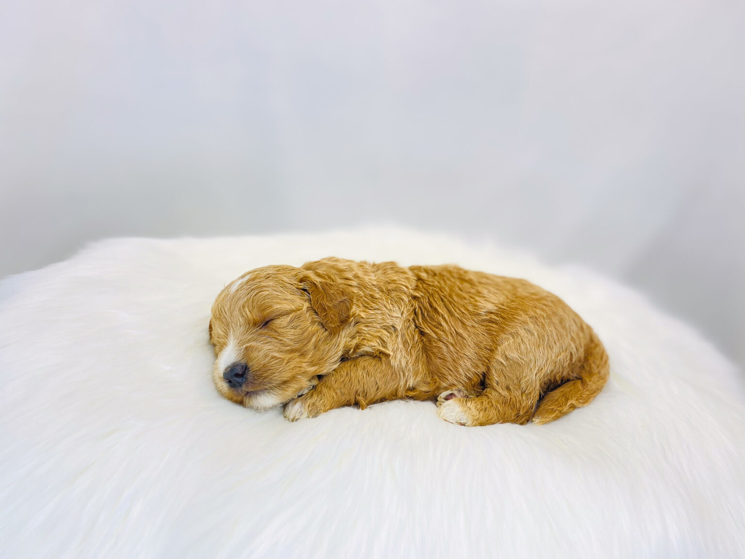 I am just a tiny baby and would love to join your family soon! Of course, you can’t see how cute and curly I will be when I get older, so the Dog Club will send updated photos when I am about 6 to 7 weeks old, if you choose to adopt me. Infant puppy deposits are refundable or transferrable.