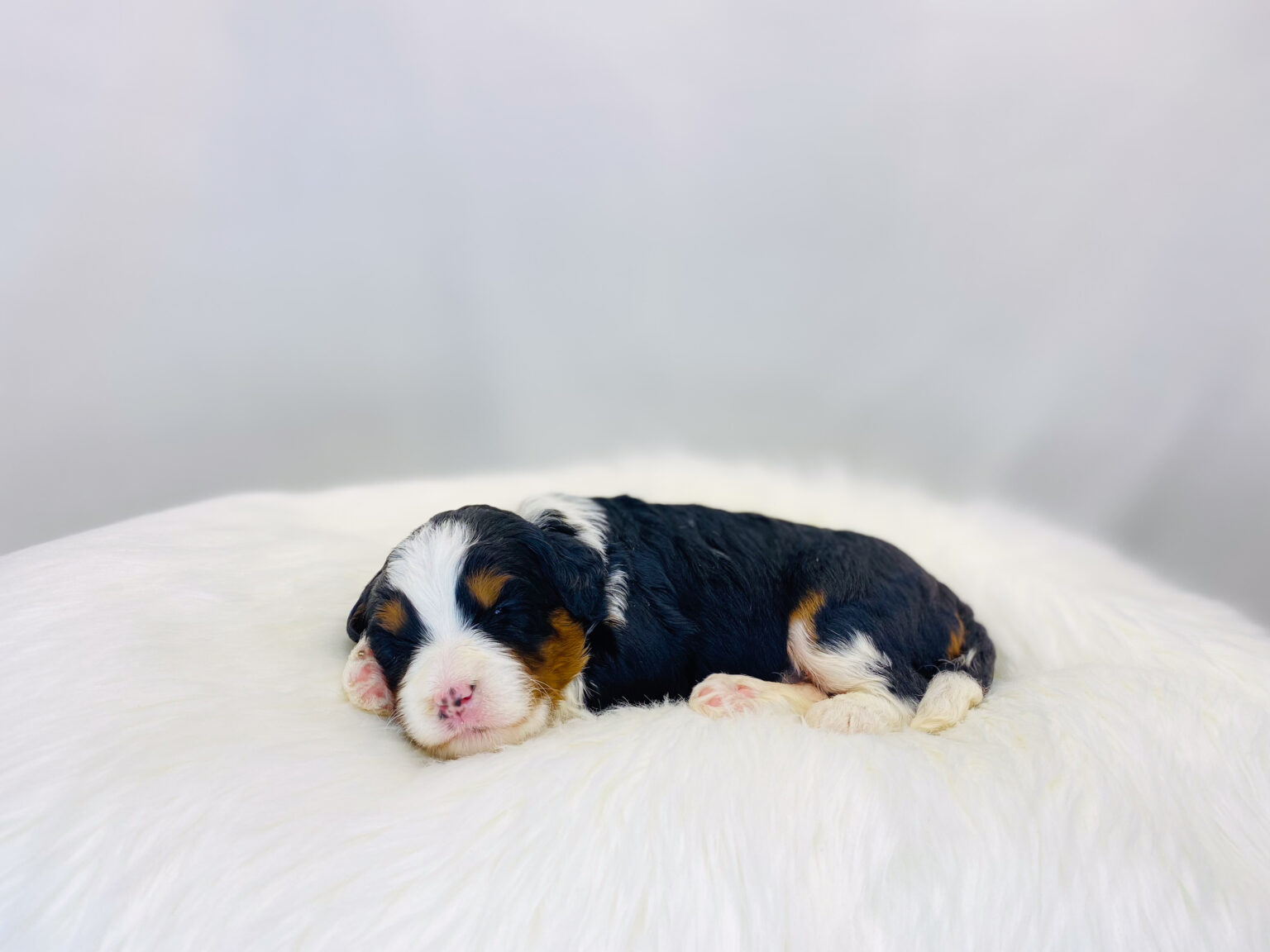 I am just a tiny baby and would love to join your family soon! Of course, you can’t see how cute and curly I will be when I get older, so the Dog Club will send updated photos when I am about 6 to 7 weeks old, if you choose to adopt me. Infant puppy deposits are refundable or transferrable.