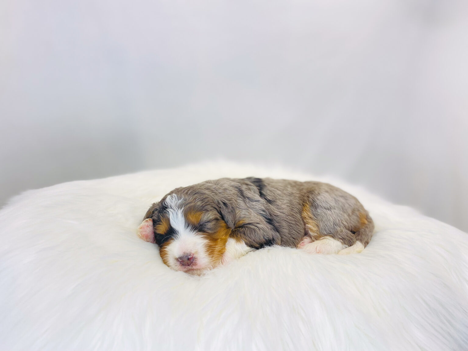 I am just a tiny baby and would love to join your family soon! Of course, you can’t see how cute and curly I will be when I get older, so the Dog Club will send updated photos when I am about 6 to 7 weeks old, if you choose to adopt me. Infant puppy deposits are refundable or transferrable.