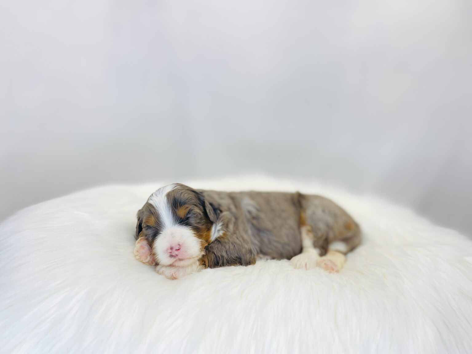 I am just a tiny baby and would love to join your family soon! Of course, you can’t see how cute and curly I will be when I get older, so the Dog Club will send updated photos when I am about 6 to 7 weeks old, if you choose to adopt me. Infant puppy deposits are refundable or transferrable.
