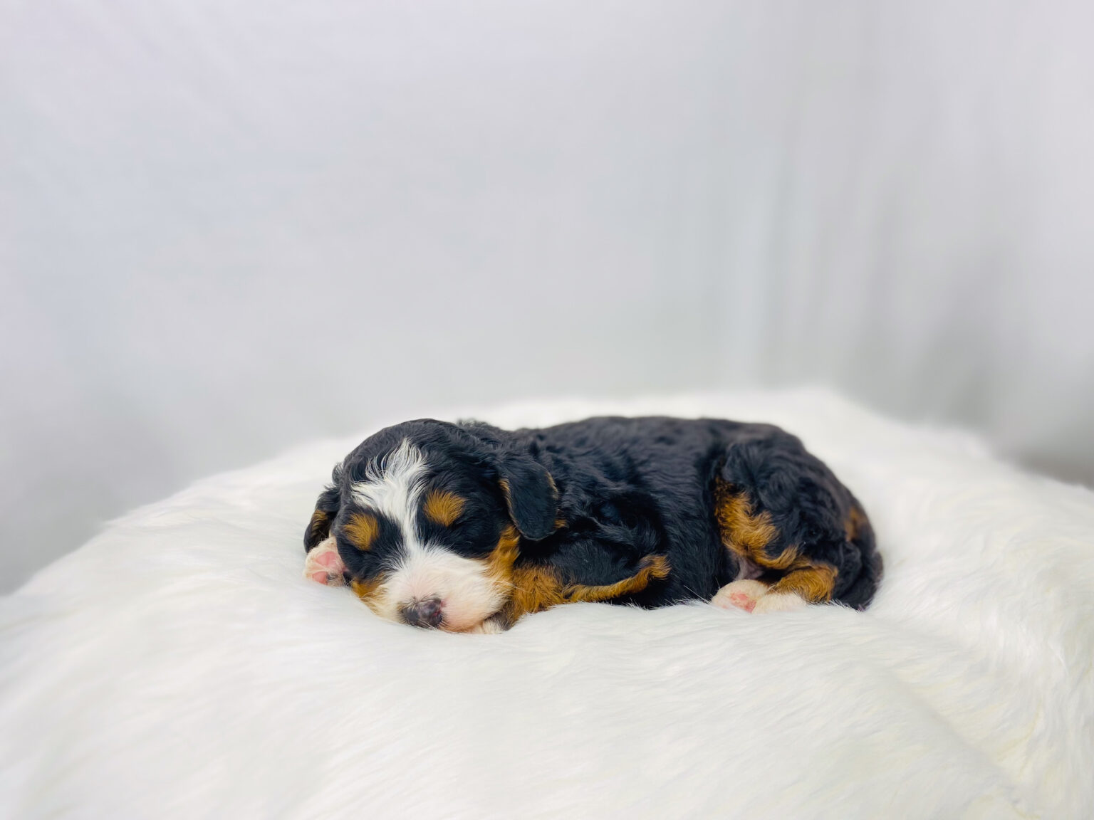 I am just a tiny baby and would love to join your family soon! Of course, you can’t see how cute and curly I will be when I get older, so the Dog Club will send updated photos when I am about 6 to 7 weeks old, if you choose to adopt me. Infant puppy deposits are refundable or transferrable.