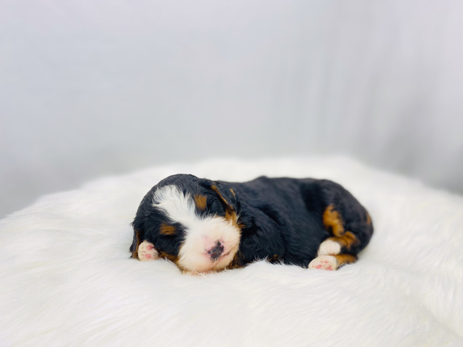 I am just a tiny baby and would love to join your family soon! Of course, you can’t see how cute and curly I will be when I get older, so the Dog Club will send updated photos when I am about 6 to 7 weeks old, if you choose to adopt me. Infant puppy deposits are refundable or transferrable.