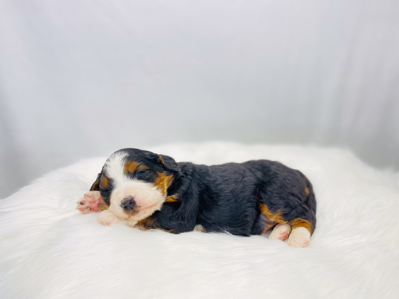 I am just a tiny baby and would love to join your family soon! Of course, you can’t see how cute and curly I will be when I get older, so the Dog Club will send updated photos when I am about 6 to 7 weeks old, if you choose to adopt me. Infant puppy deposits are refundable or transferrable.