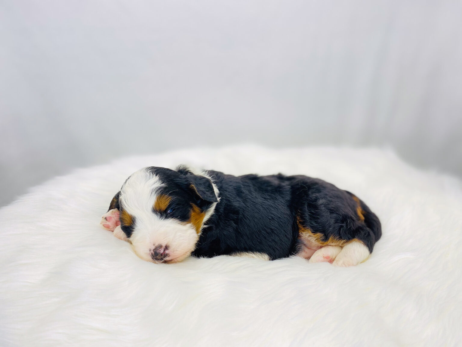 I am just a tiny baby and would love to join your family soon! Of course, you can’t see how cute and curly I will be when I get older, so the Dog Club will send updated photos when I am about 6 to 7 weeks old, if you choose to adopt me. Infant puppy deposits are refundable or transferrable.