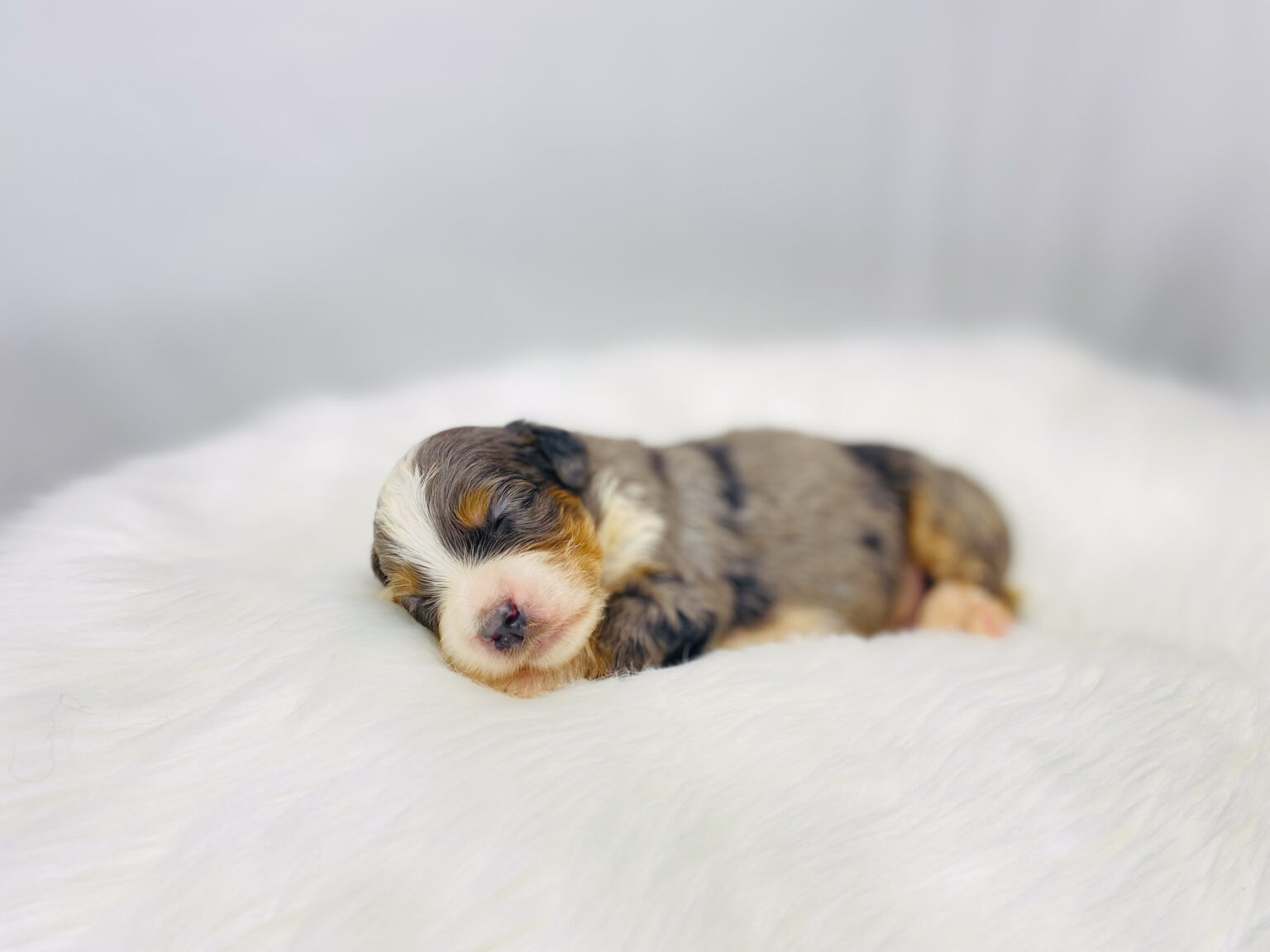 I am just a tiny baby and would love to join your family soon! Of course, you can’t see how cute and curly I will be when I get older, so the Dog Club will send updated photos when I am about 6 to 7 weeks old, if you choose to adopt me. Infant puppy deposits are refundable or transferrable.