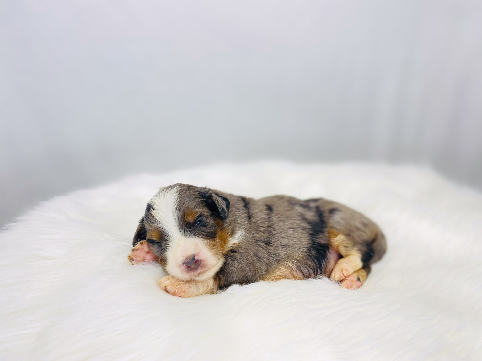 I am just a tiny baby and would love to join your family soon! Of course, you can’t see how cute and curly I will be when I get older, so the Dog Club will send updated photos when I am about 6 to 7 weeks old, if you choose to adopt me. Infant puppy deposits are refundable or transferrable.